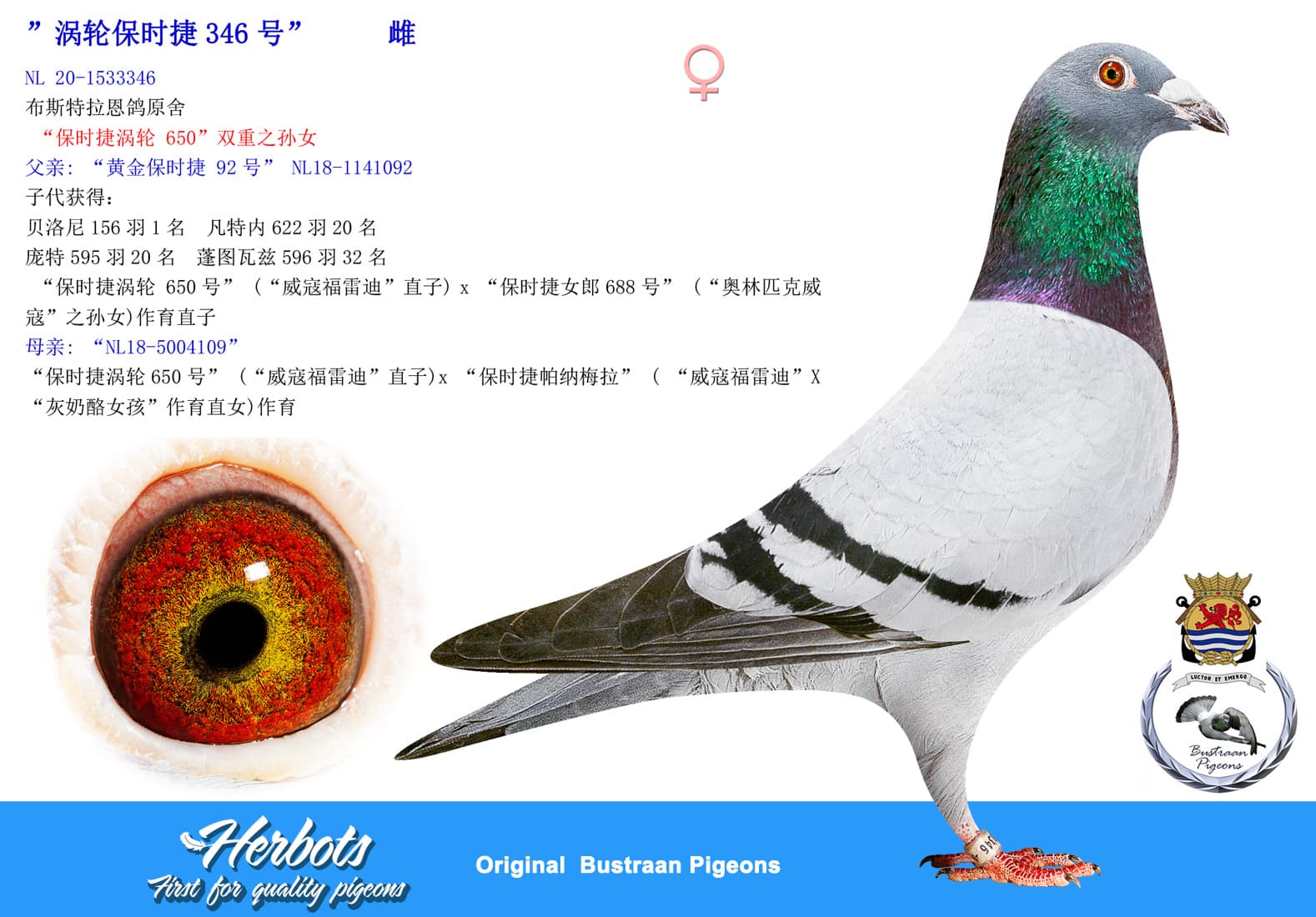 pigeon: ”涡轮保时捷346号”
