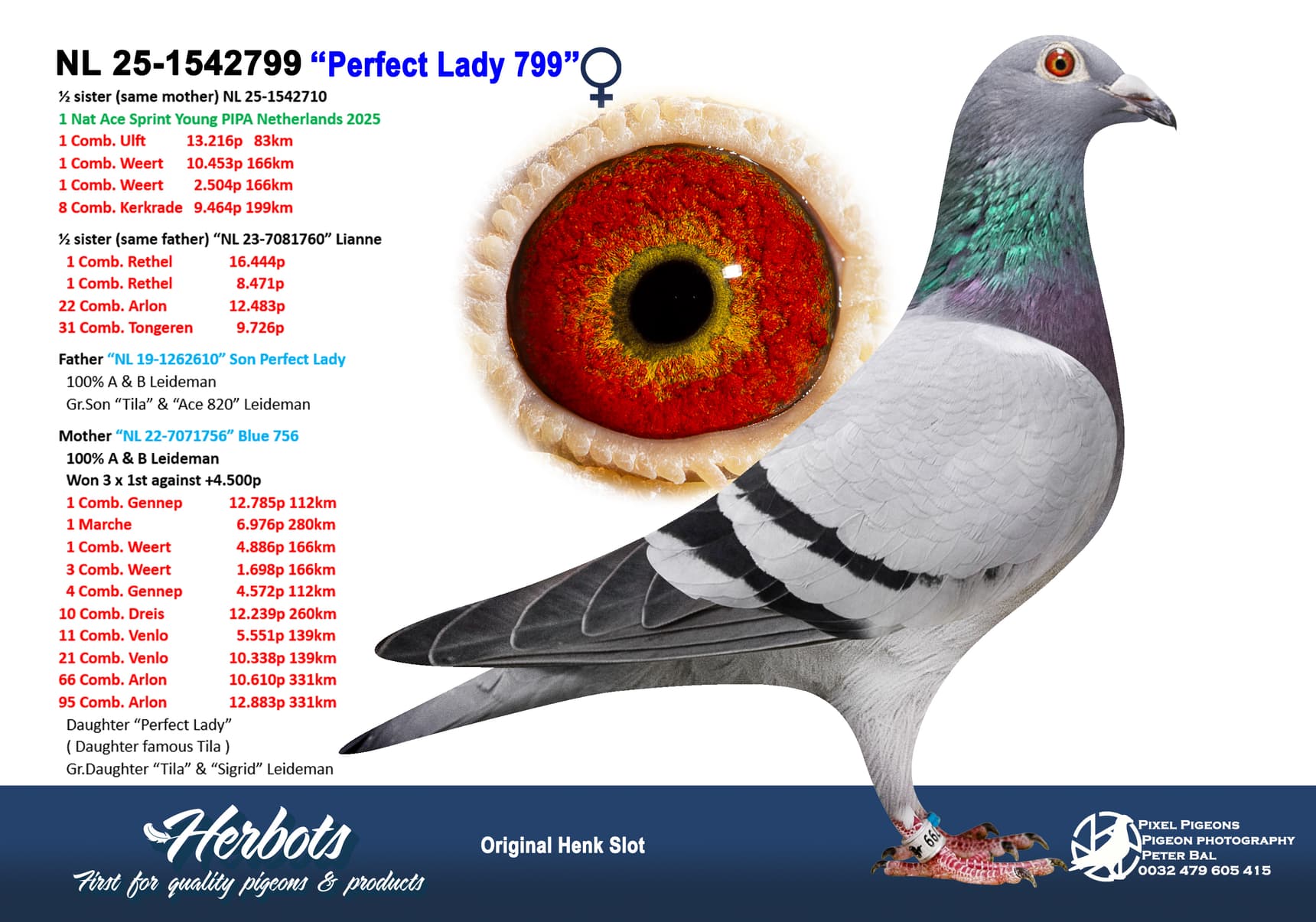 pigeon: undefined