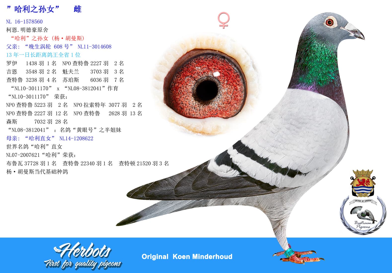 pigeon: undefined
