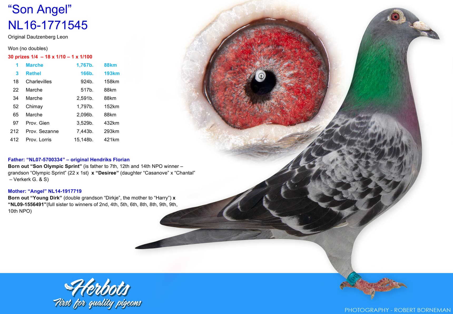 pigeon: “Son Angel”