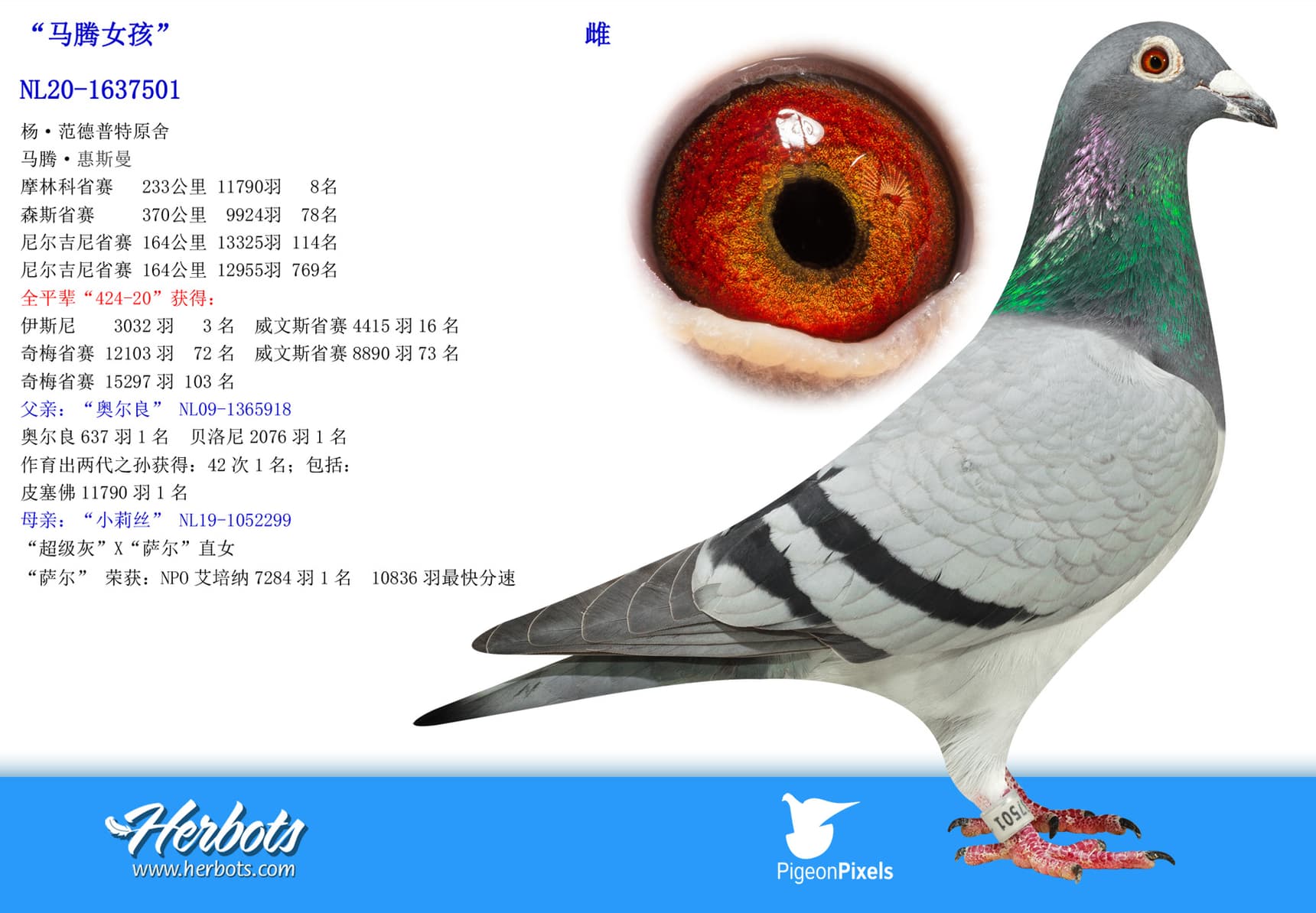 pigeon: undefined