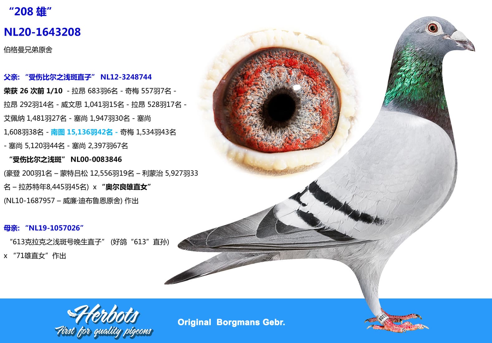 pigeon: undefined