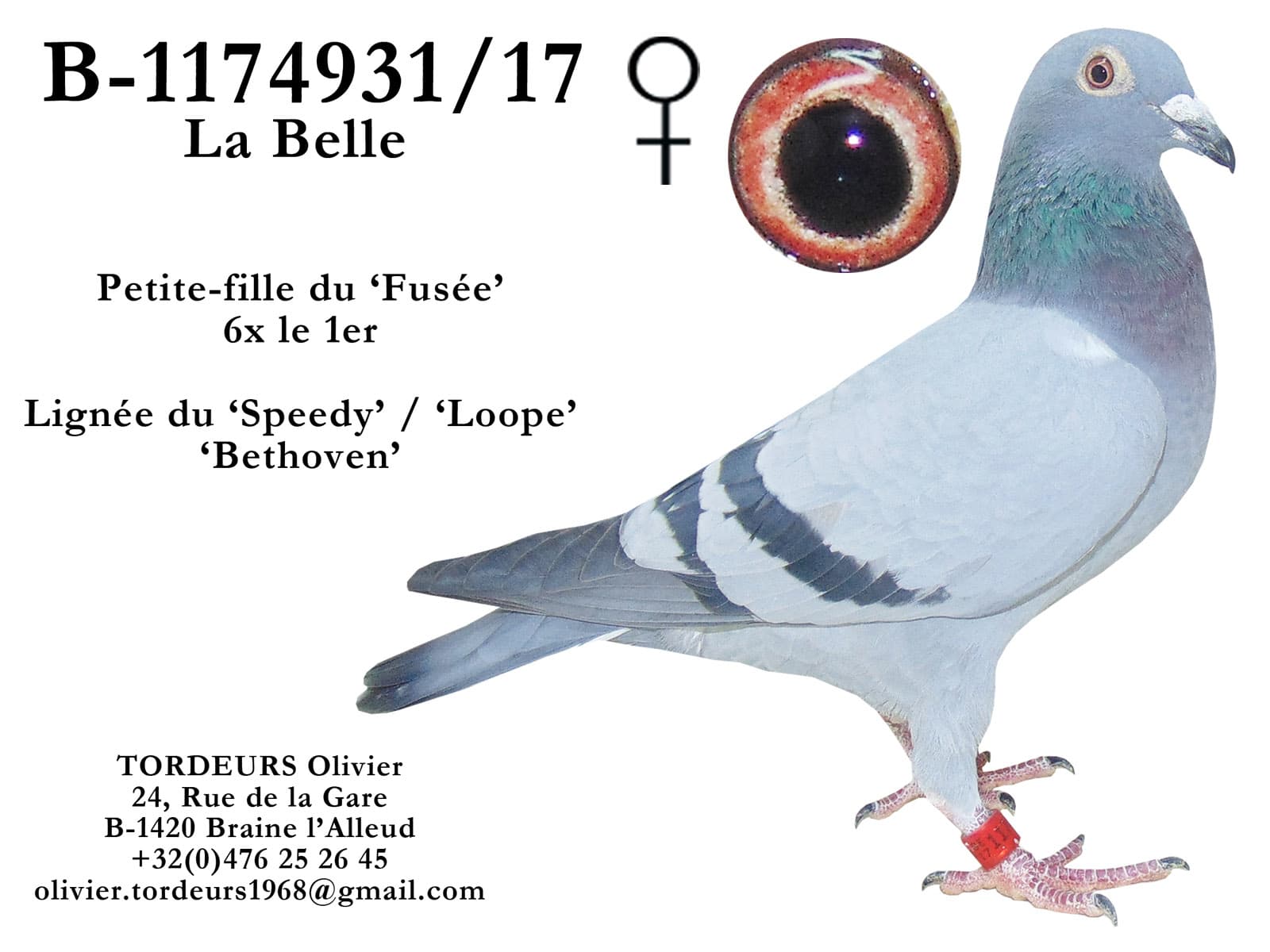 pigeon: Daughter La Fusée