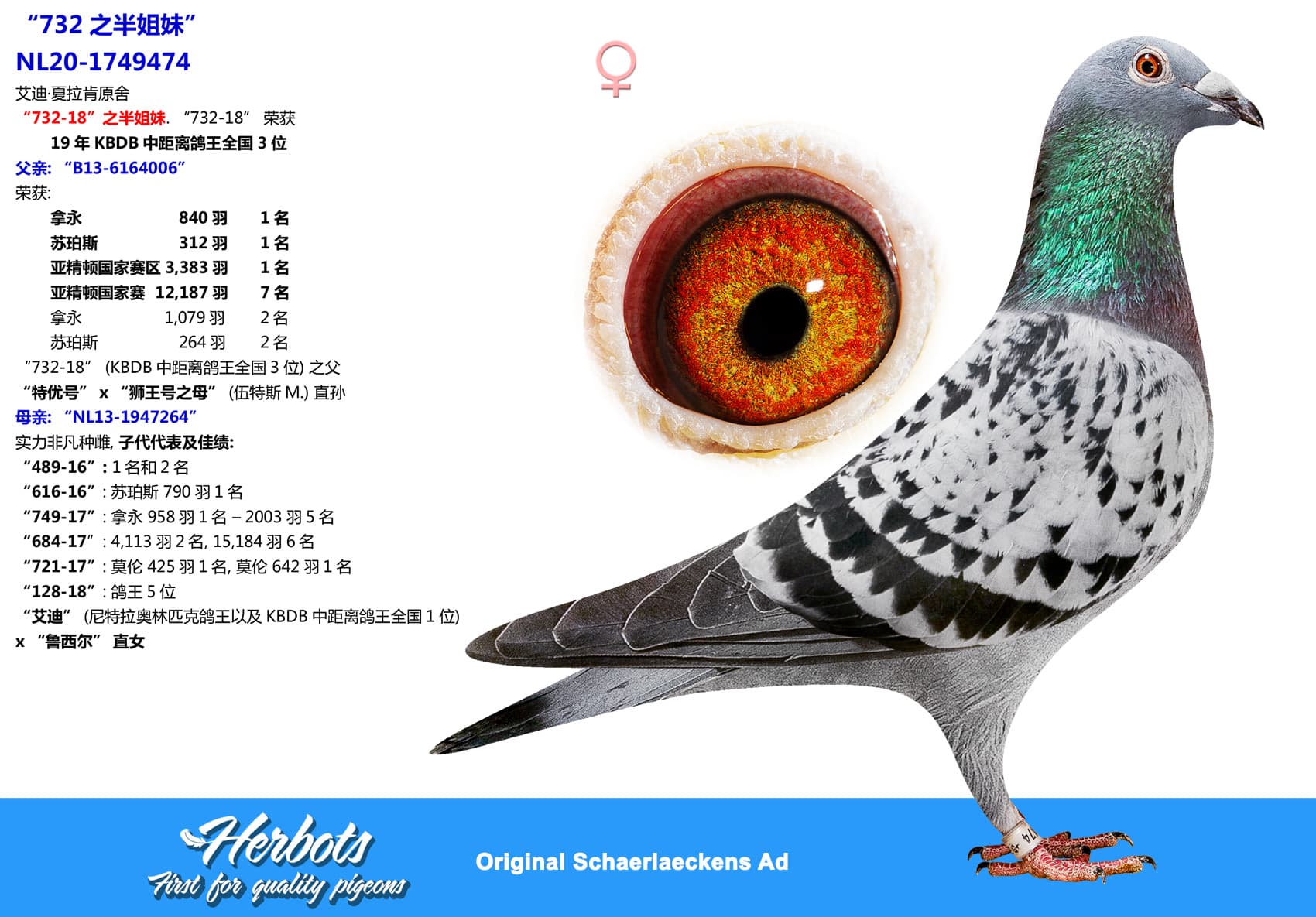 pigeon: “732之半姐妹”