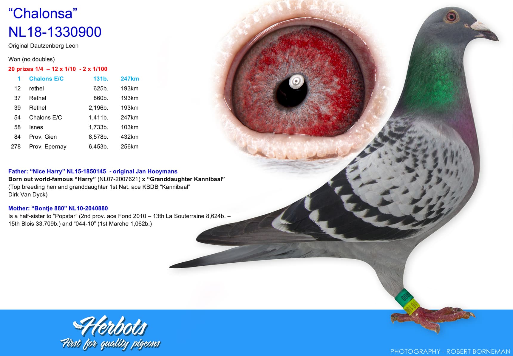 pigeon: “Chalonsa”