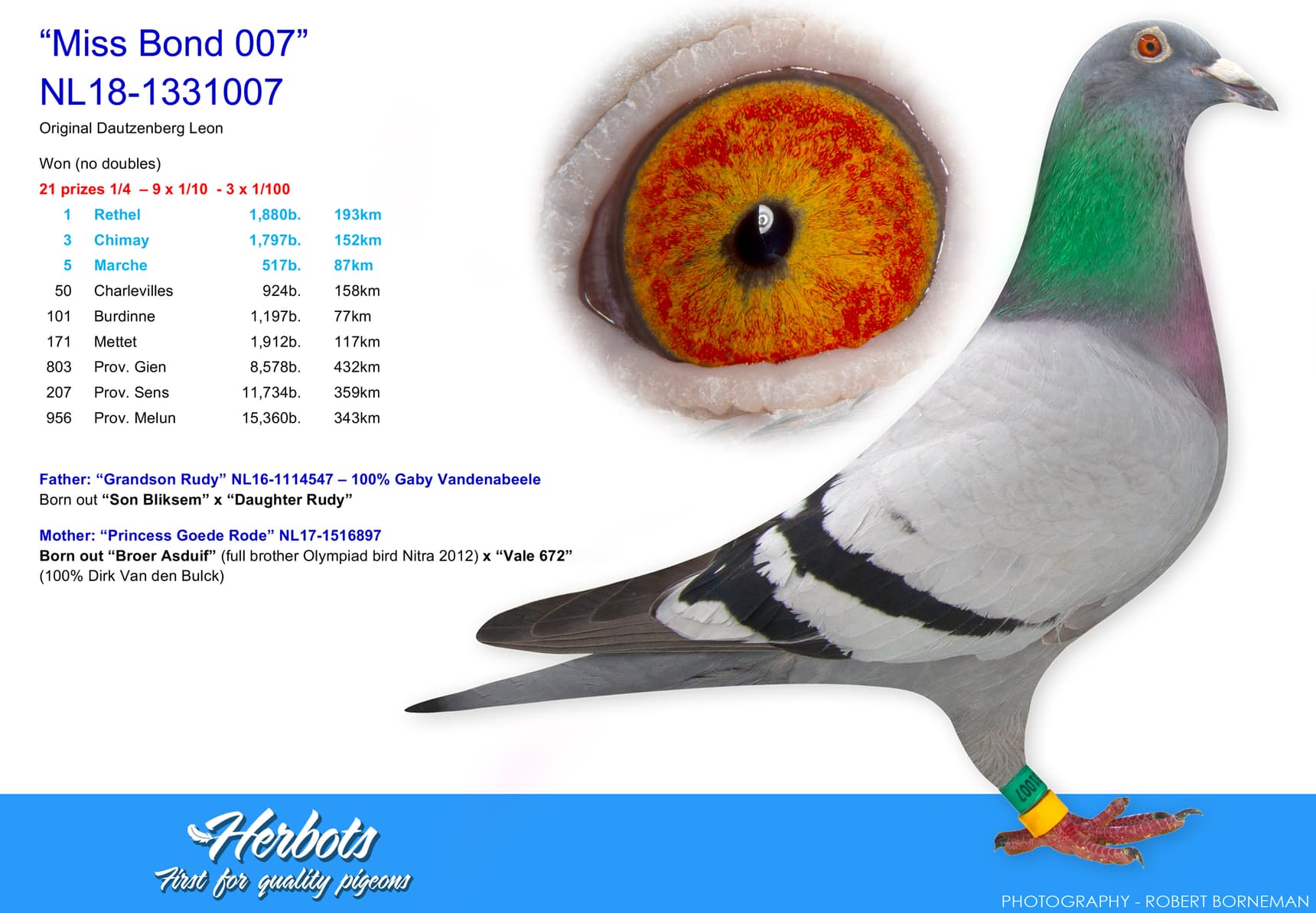 pigeon: “Miss Bond 007”