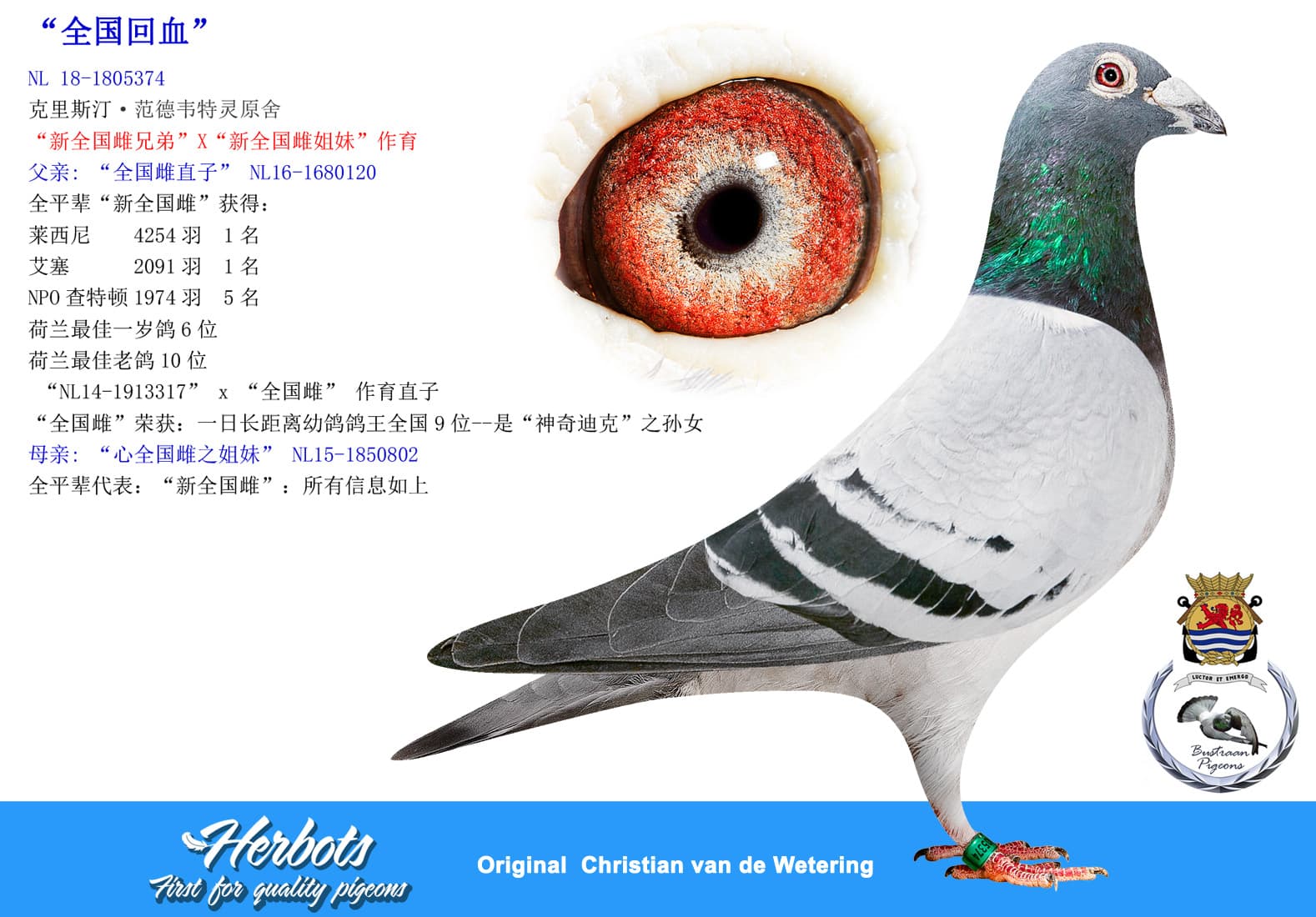 pigeon: undefined