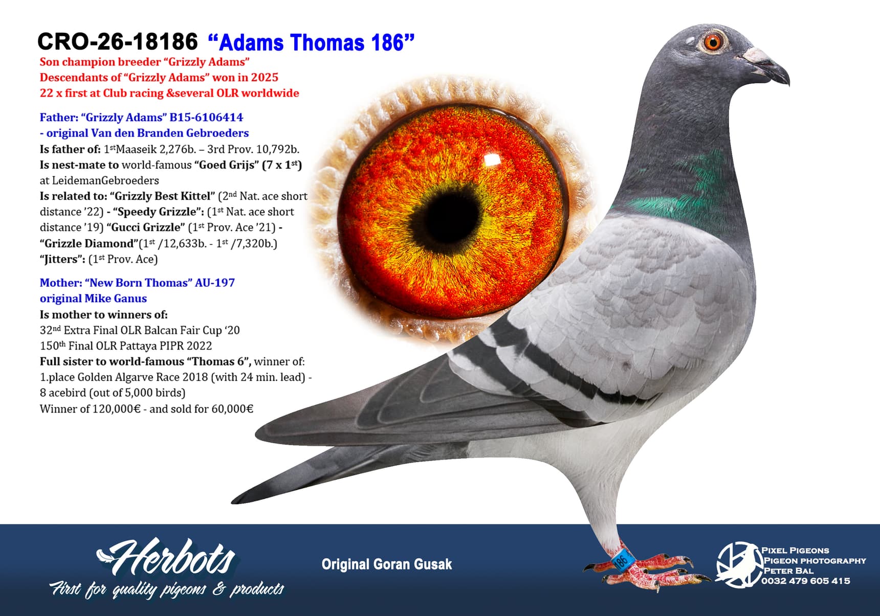 pigeon: undefined