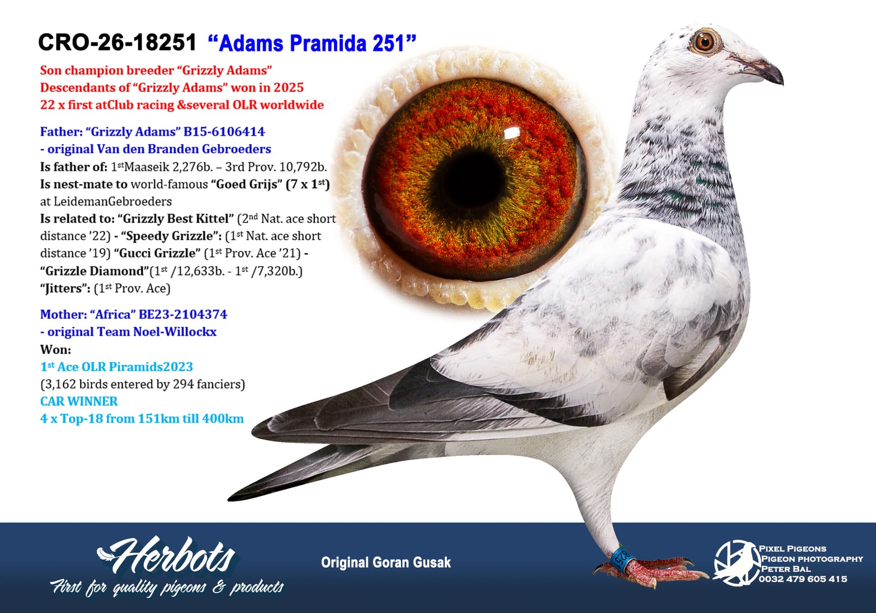 pigeon: undefined