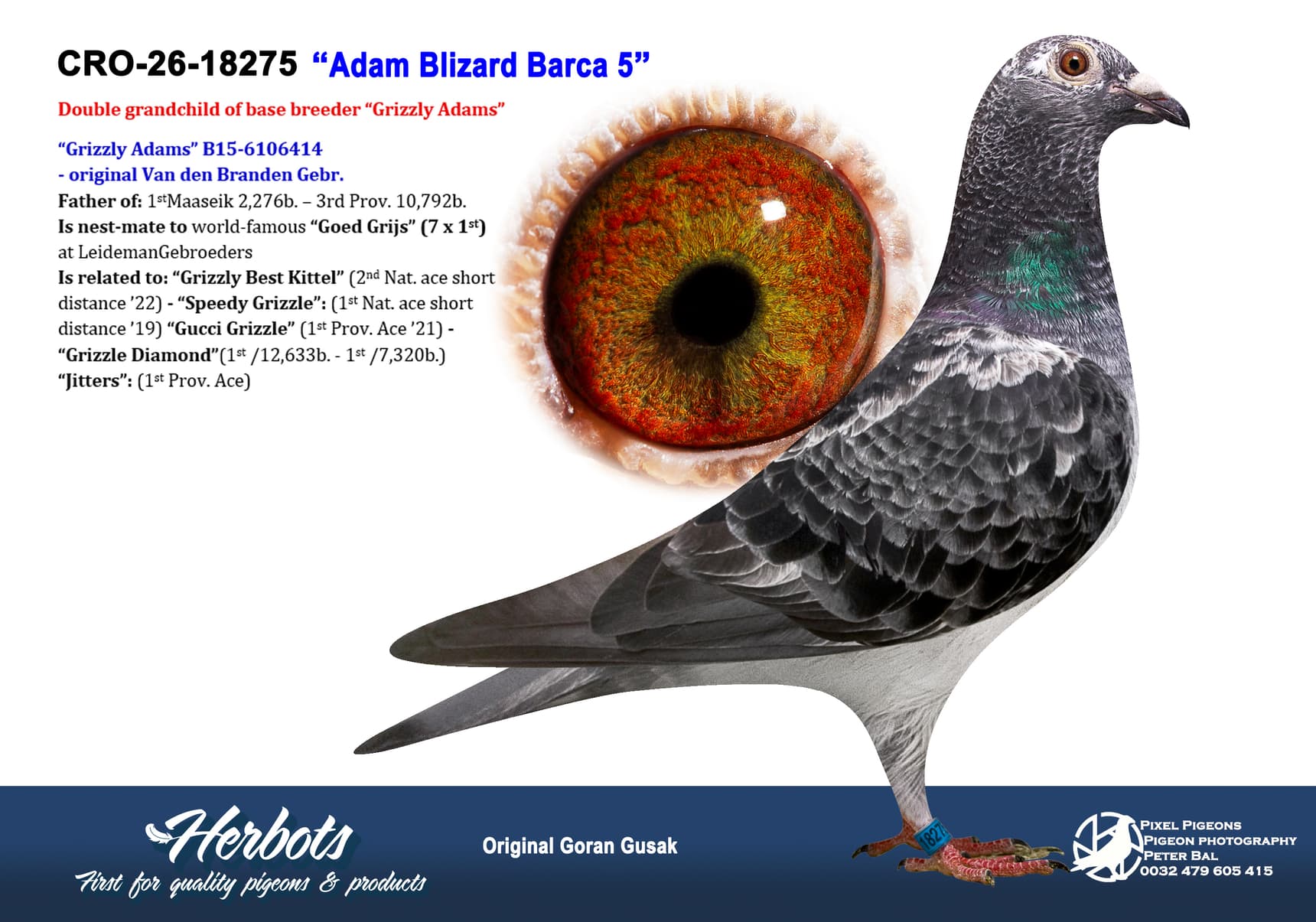 pigeon: undefined