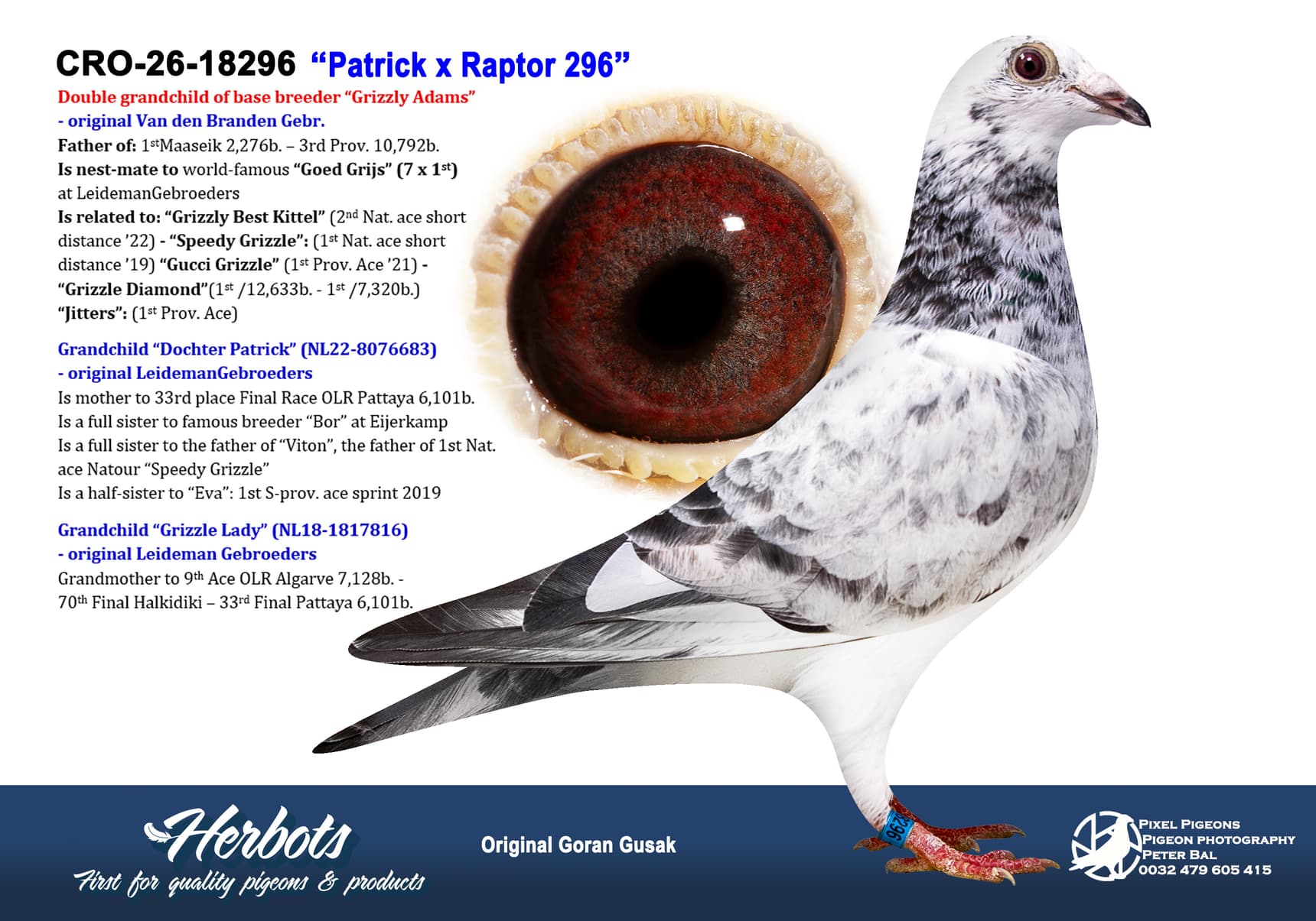 pigeon: undefined