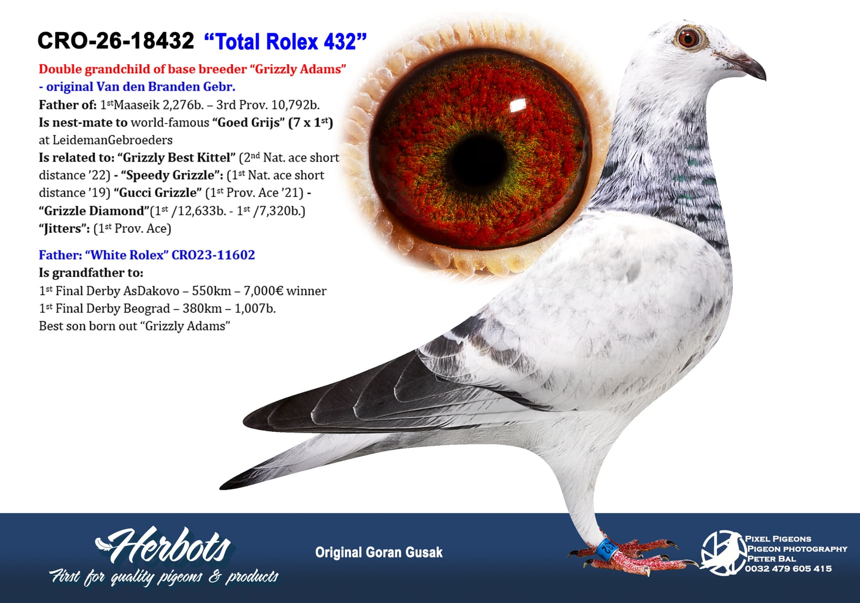 pigeon: undefined