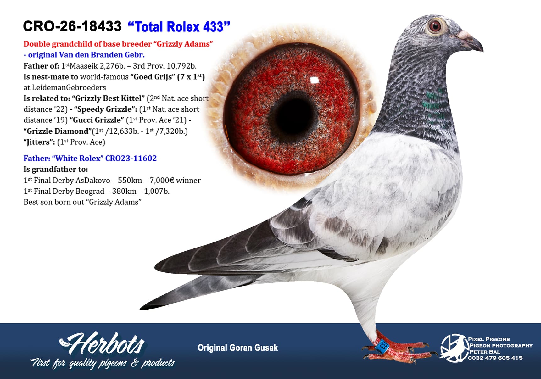 pigeon: undefined
