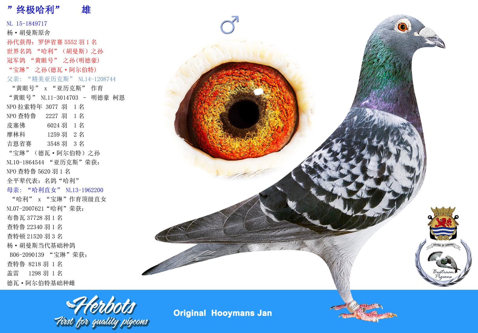 pigeon: undefined