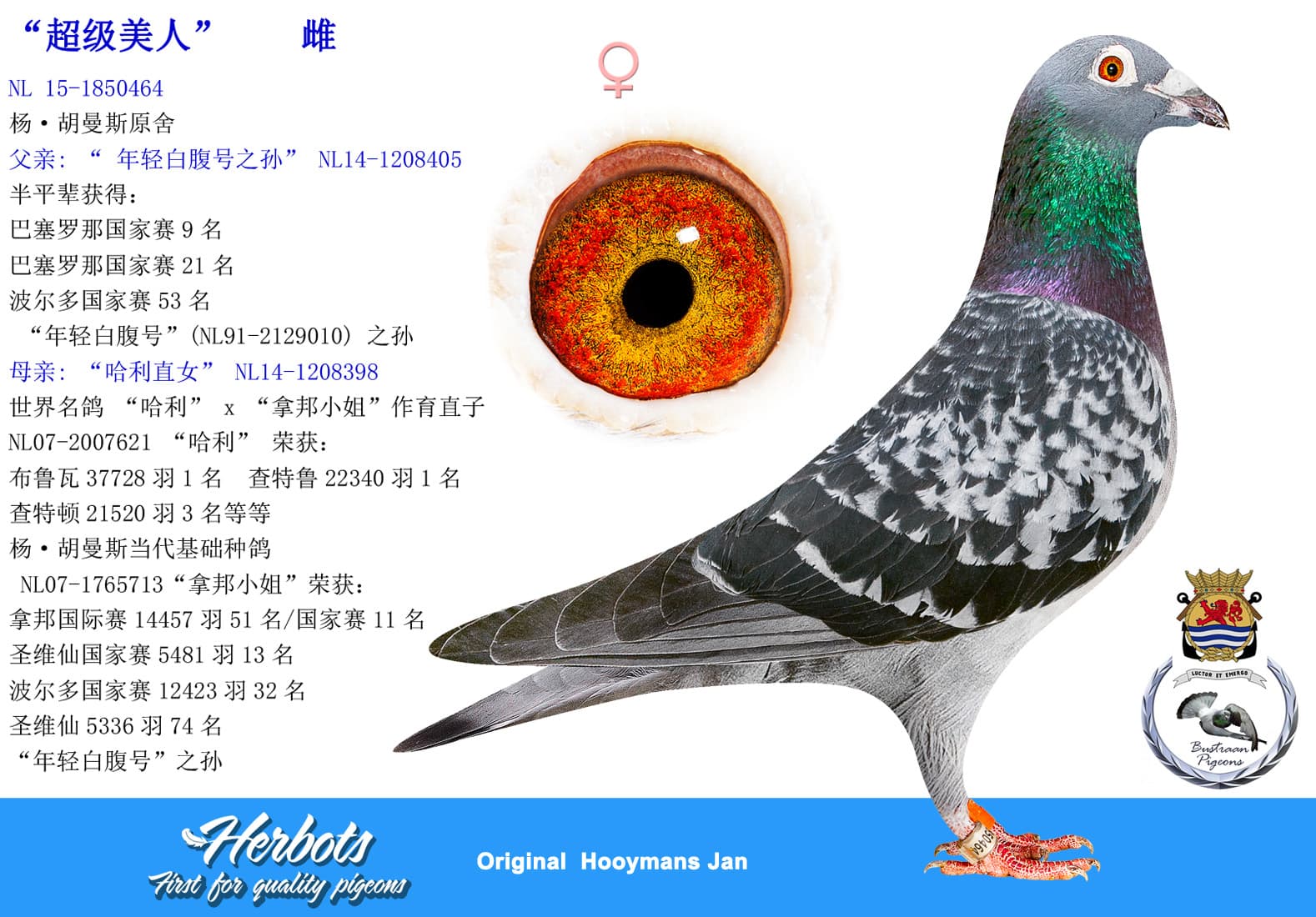 pigeon: undefined