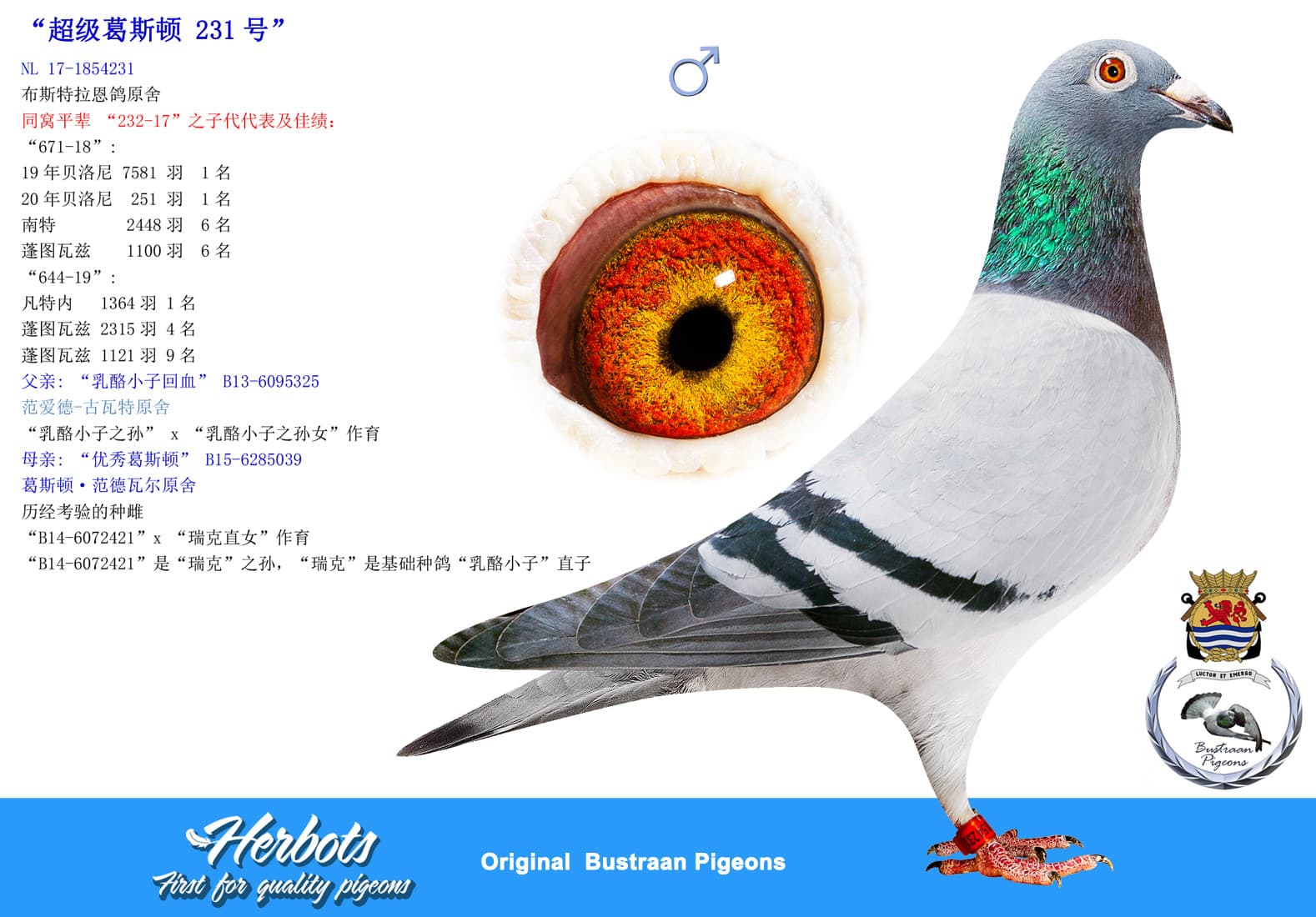 pigeon: undefined