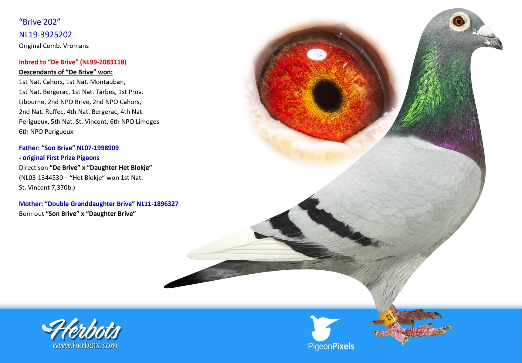 pigeon: “Brive 202”