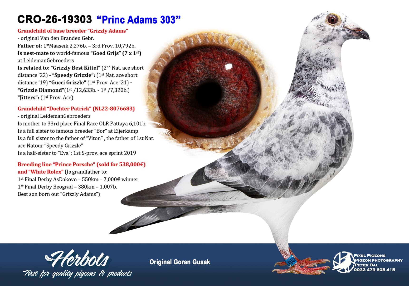 pigeon: undefined