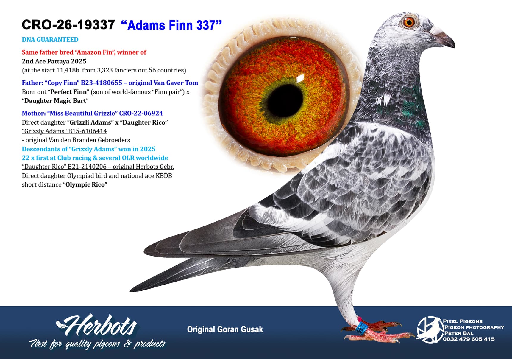 pigeon: undefined