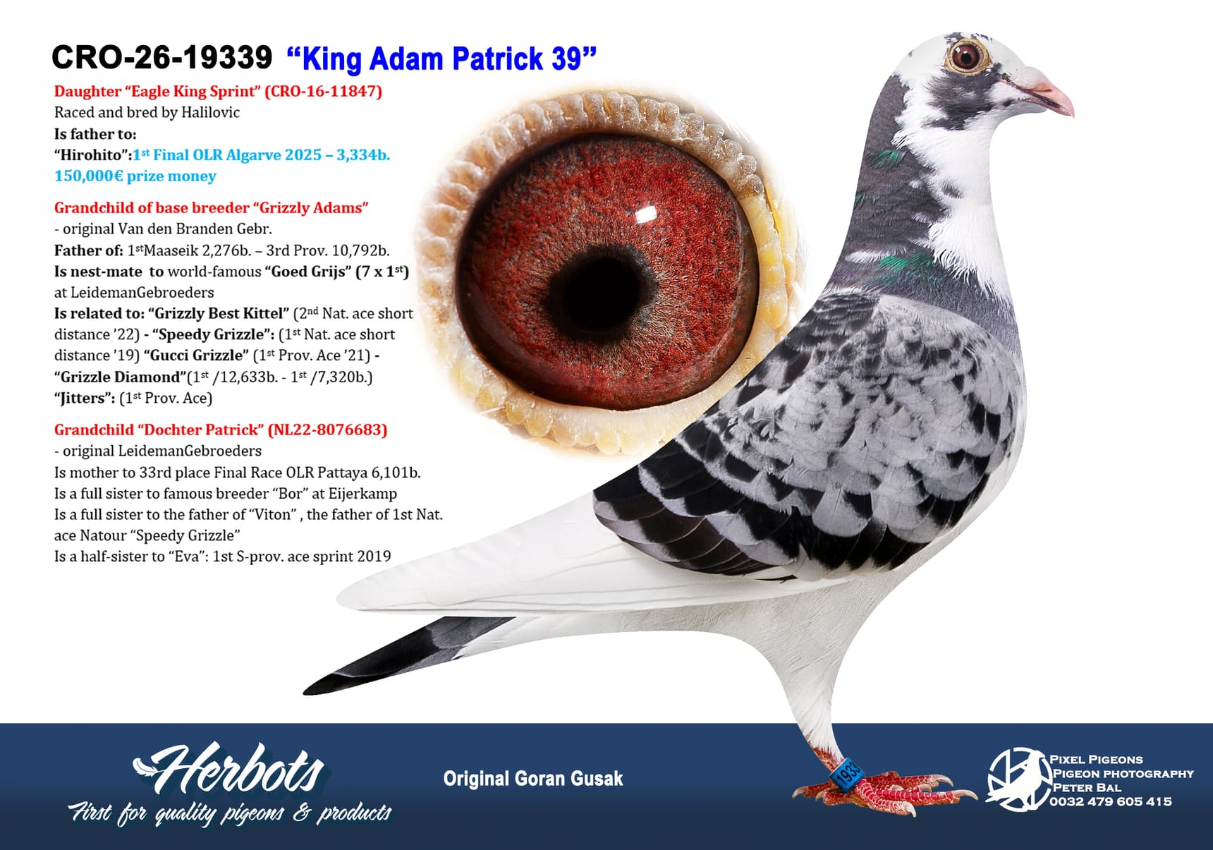 pigeon: undefined