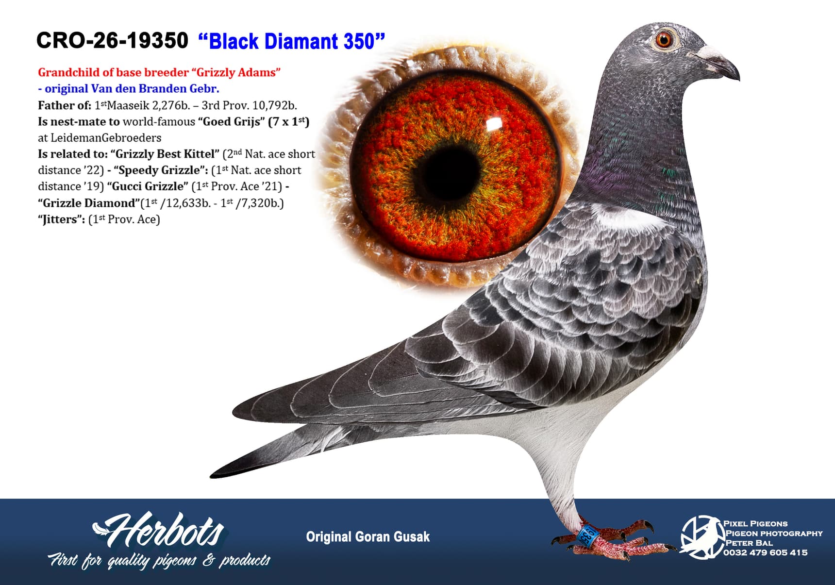 pigeon: undefined