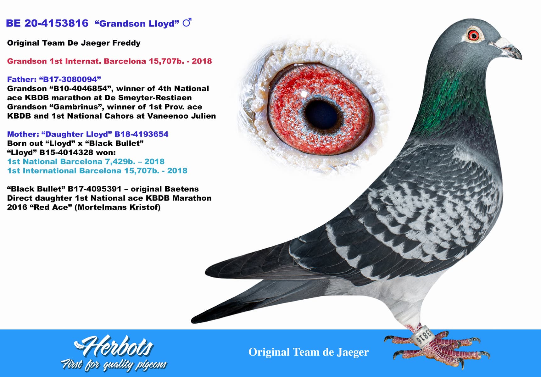 pigeon: undefined