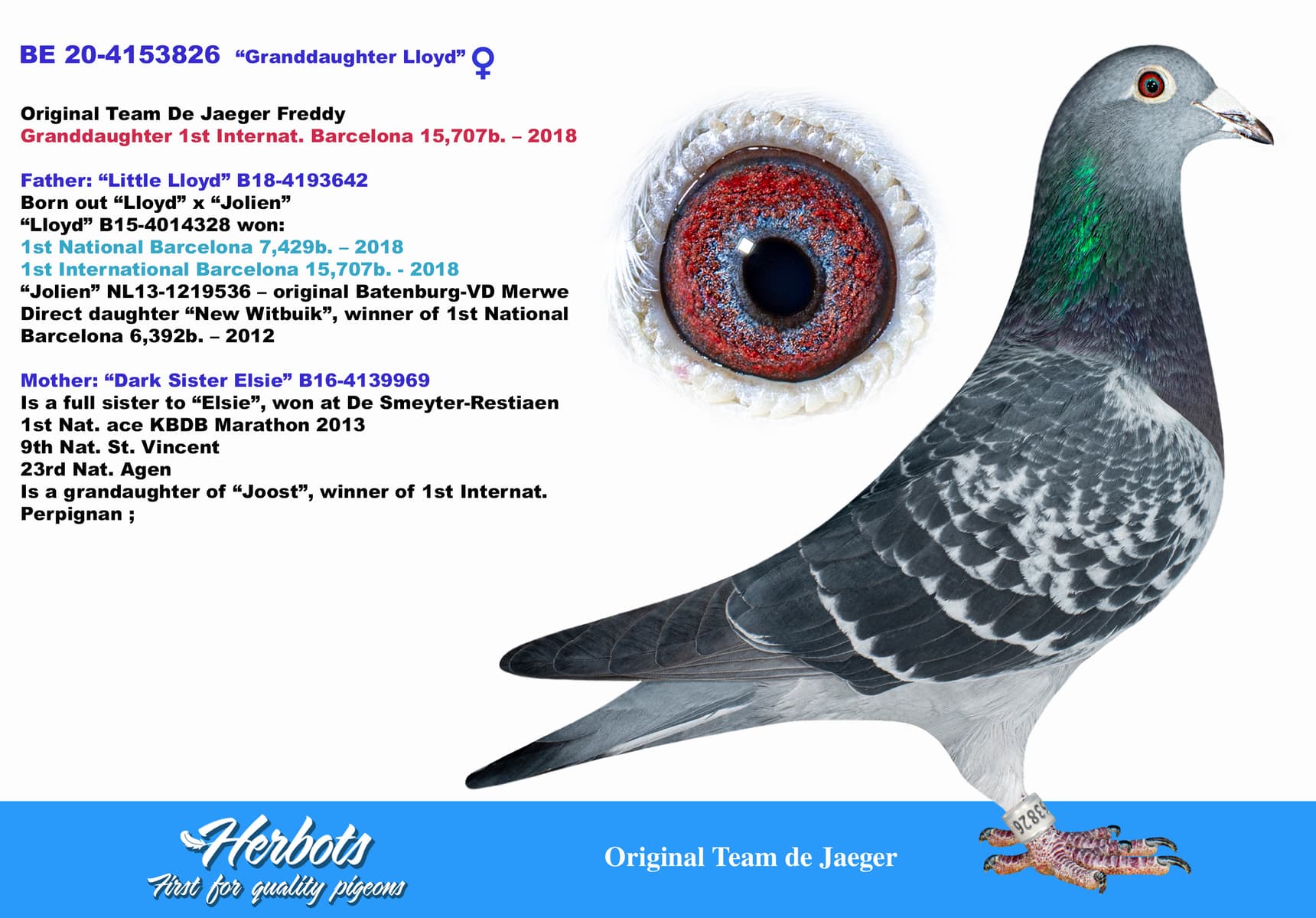 pigeon: undefined