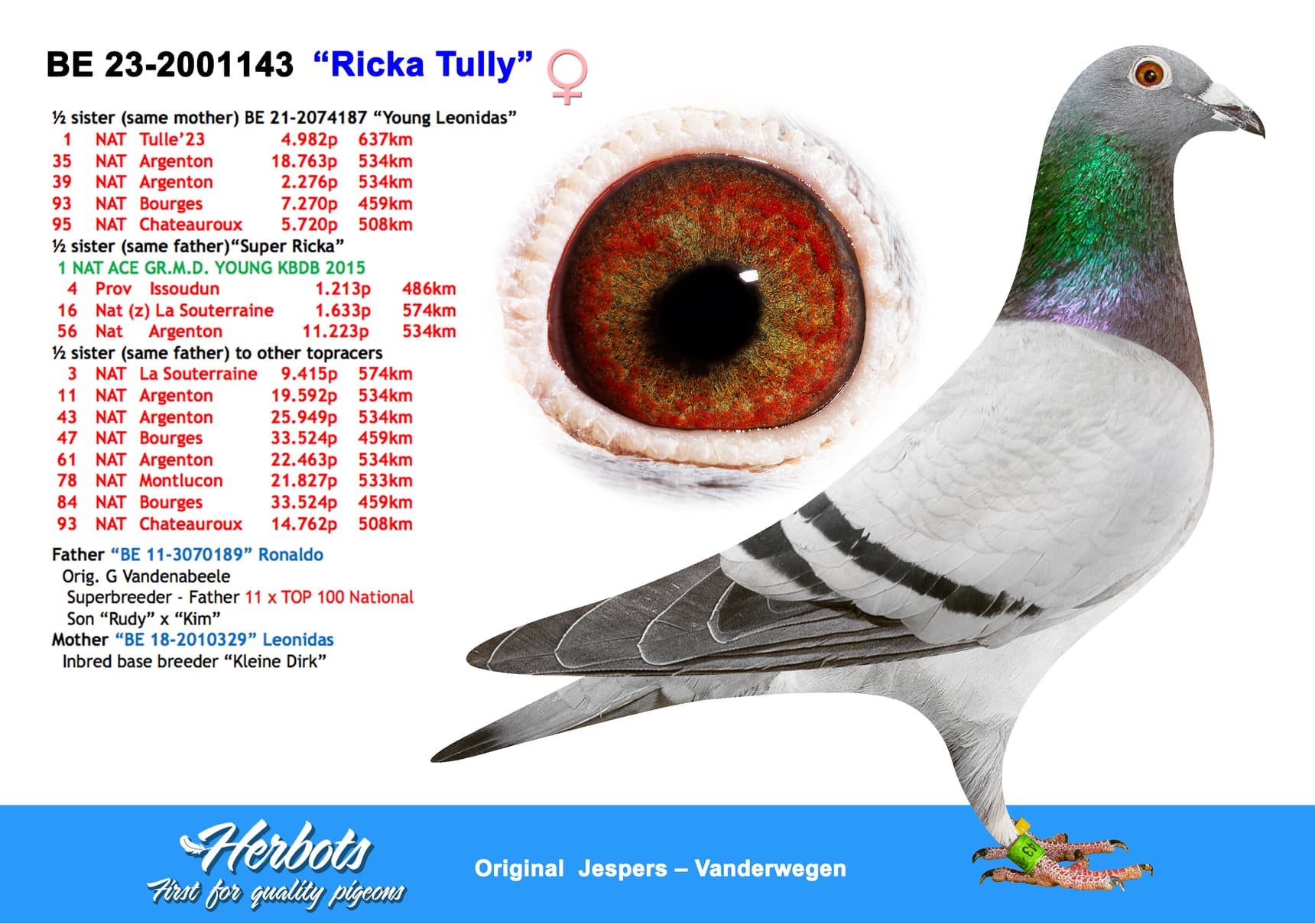pigeon: “Ricka Tully”