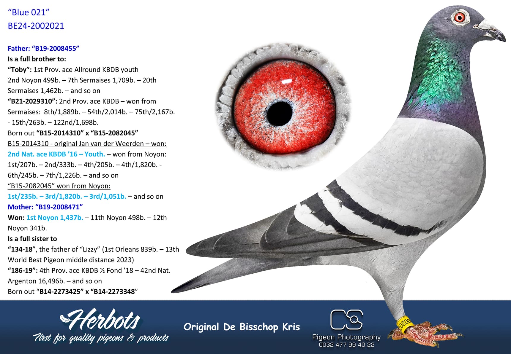 pigeon: “Blue 021”