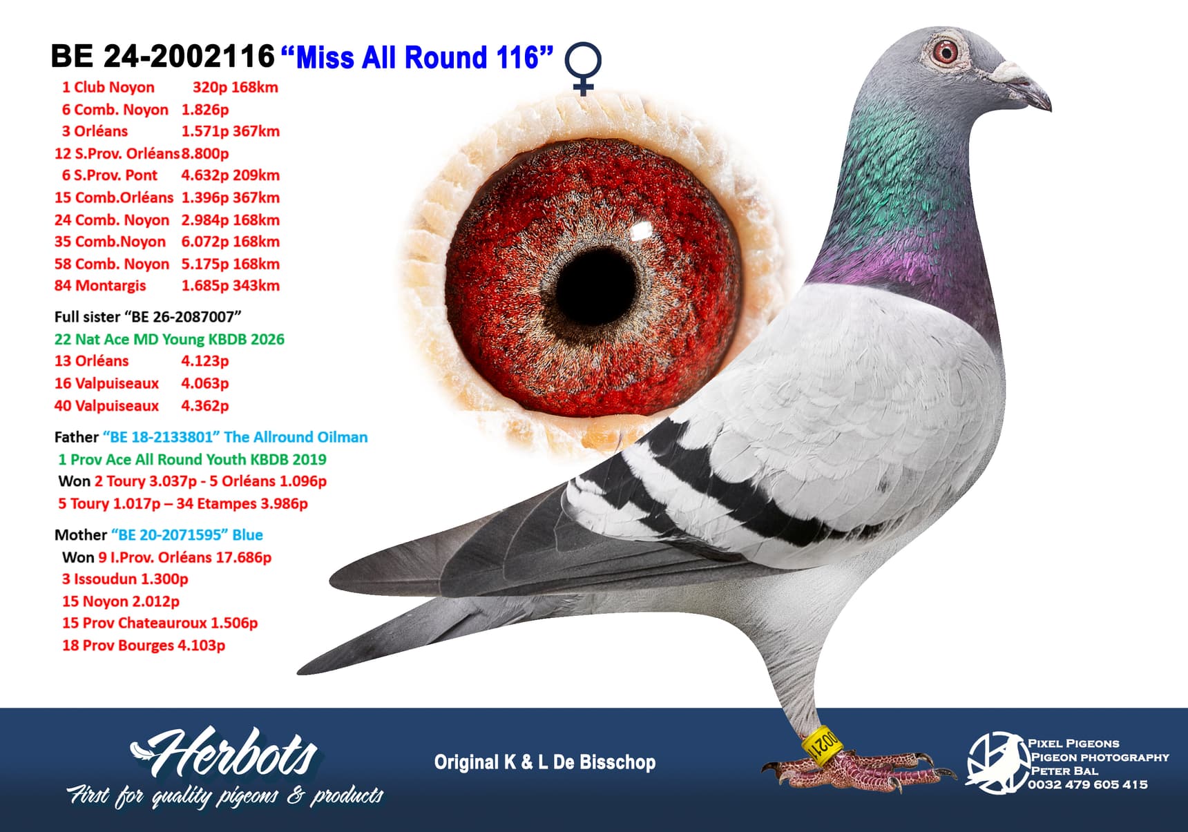 pigeon: undefined