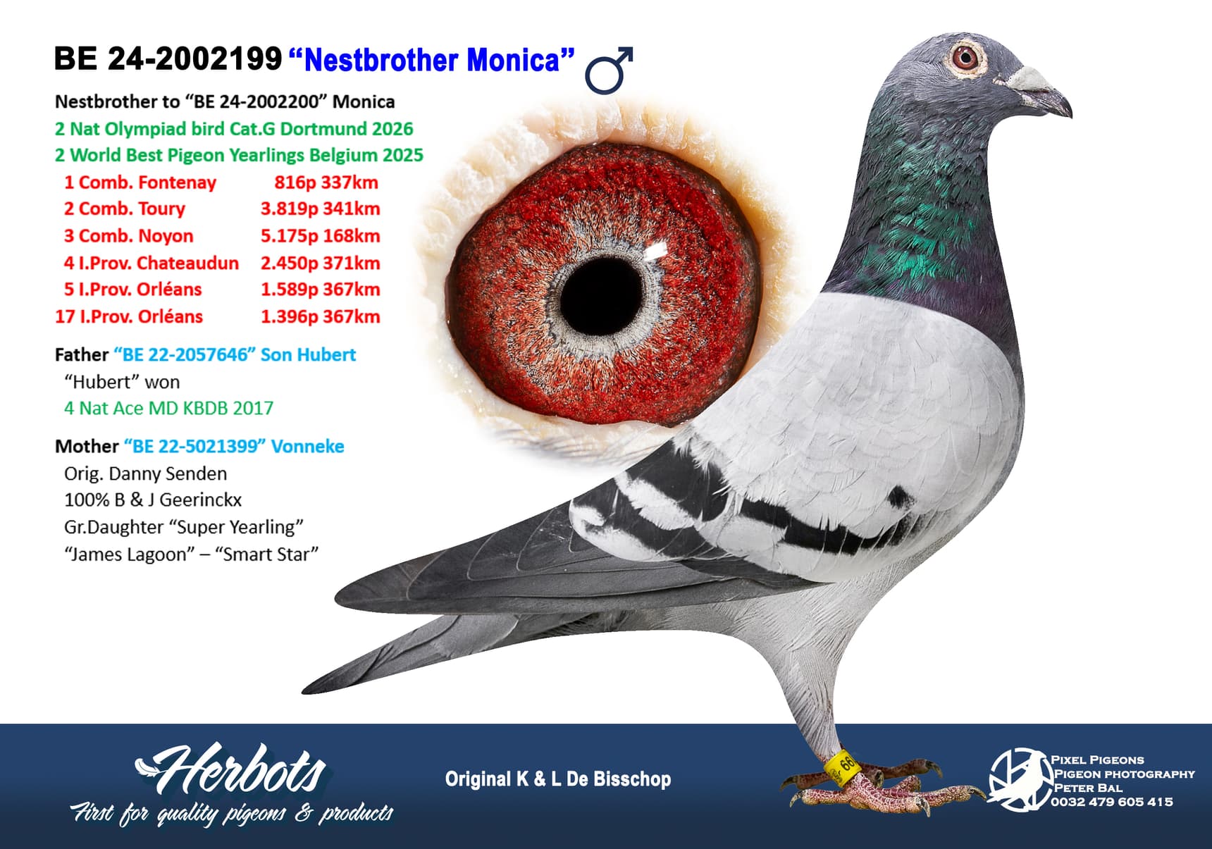 pigeon: undefined