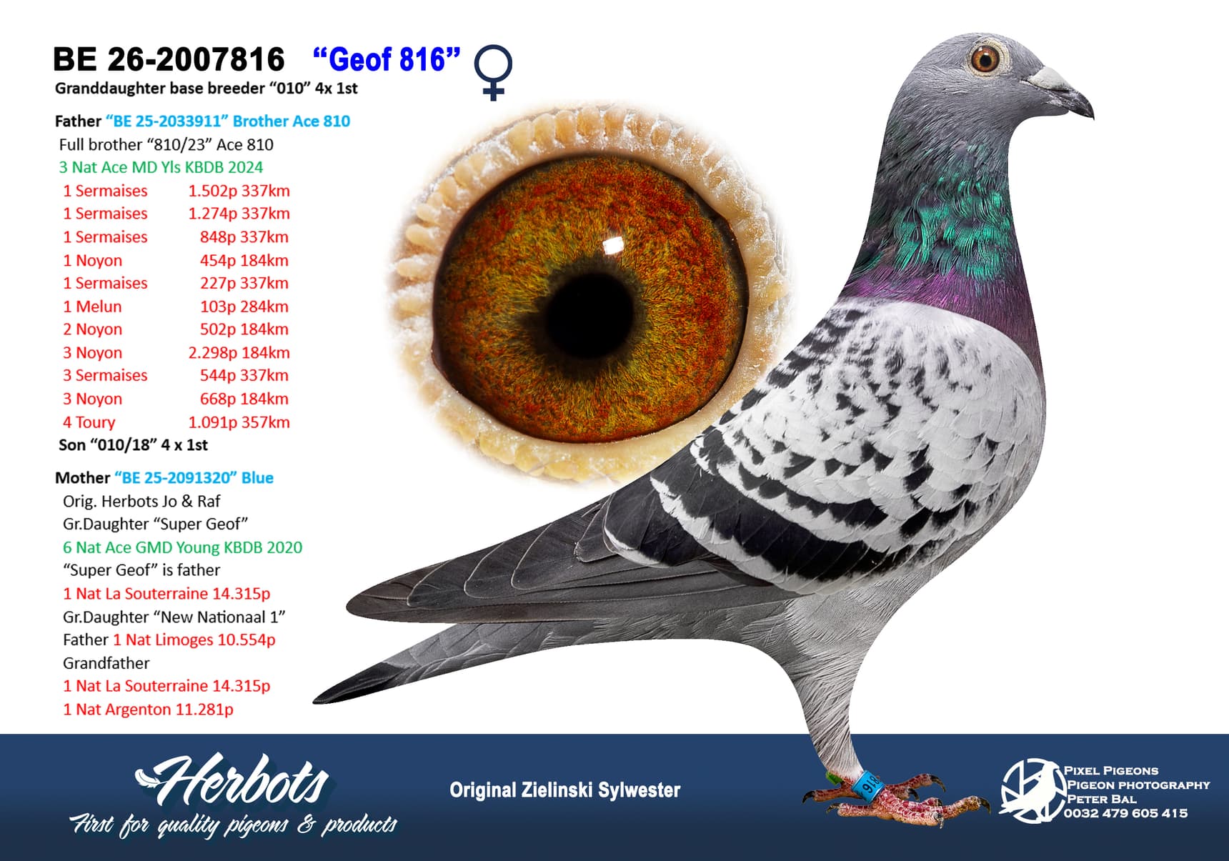 pigeon: undefined
