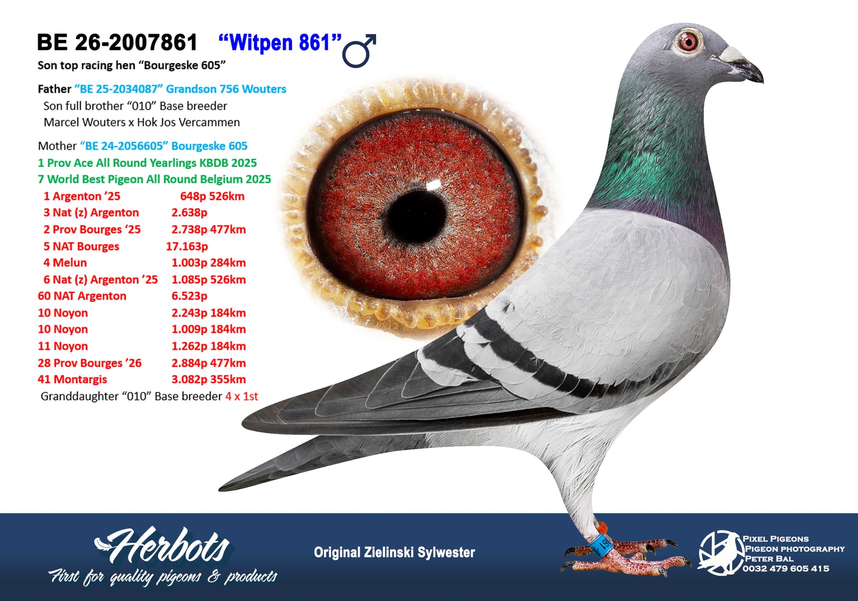 pigeon: undefined