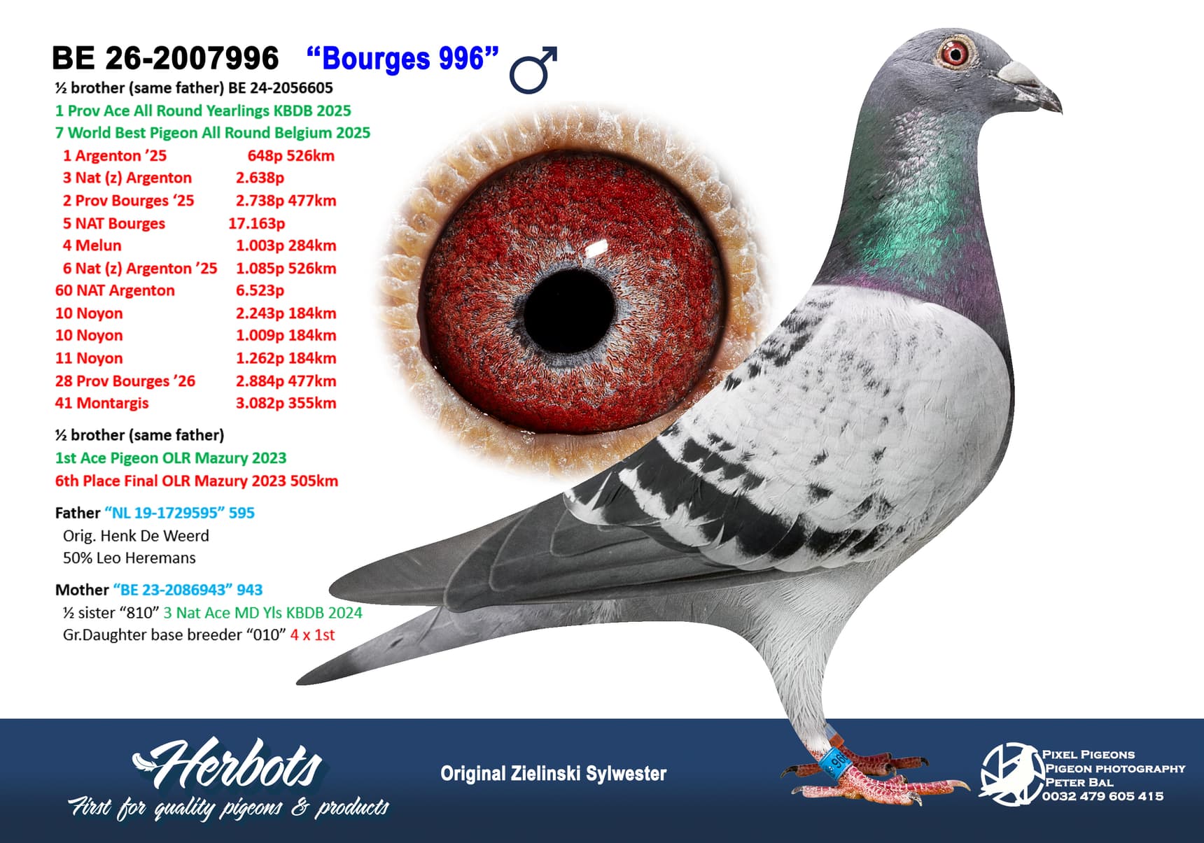 pigeon: undefined