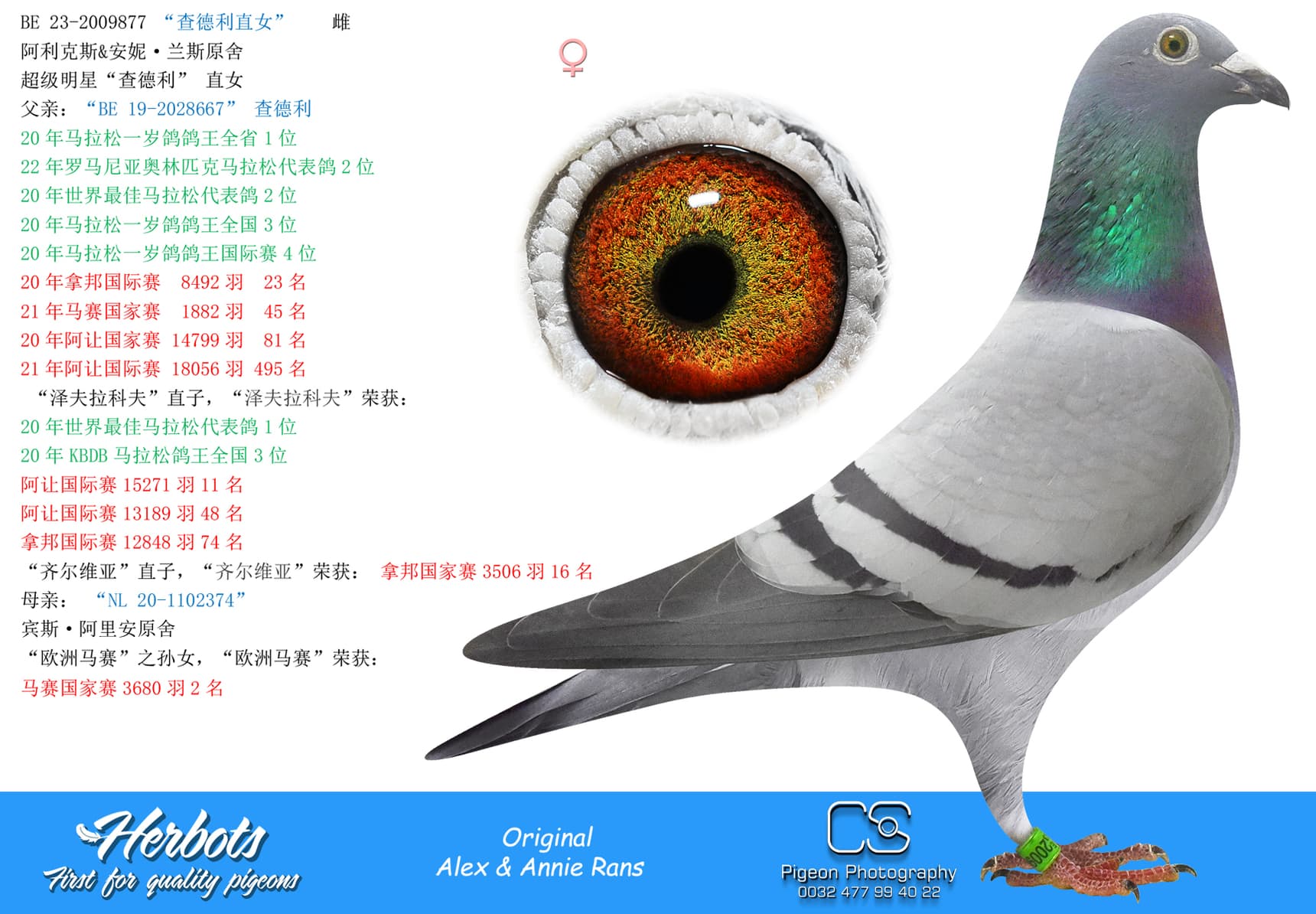 pigeon: undefined
