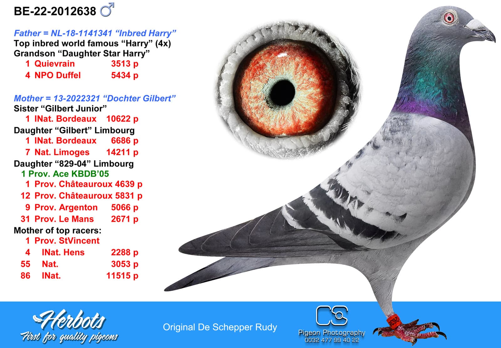 pigeon: Inbred Harry x Daughter Gilbert