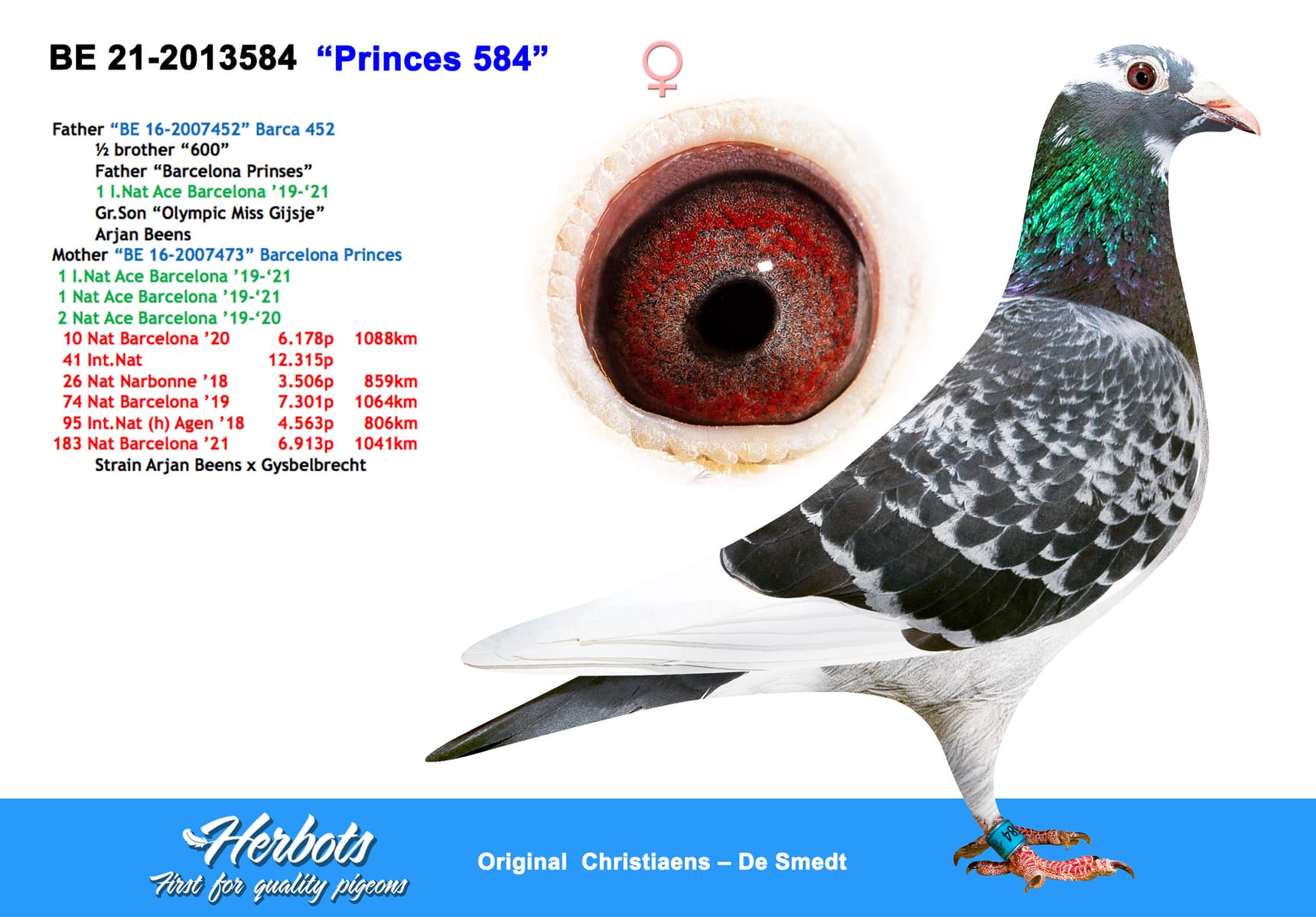 pigeon: undefined