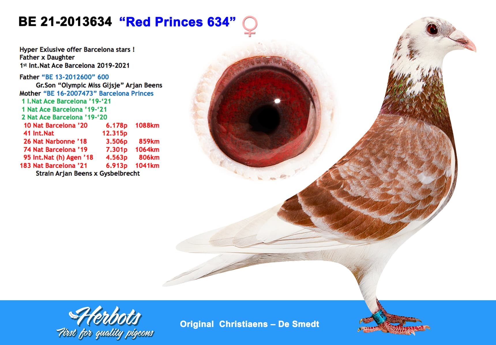 pigeon: “Red Princes 634”