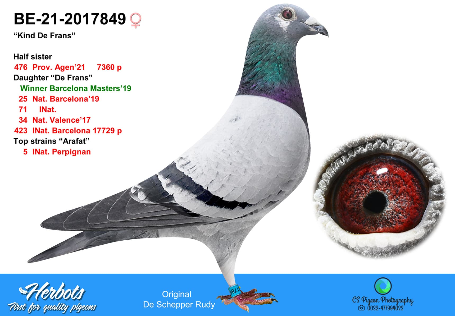 pigeon: undefined