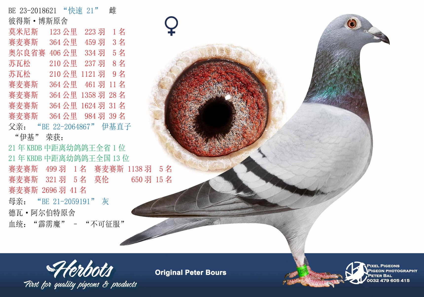 pigeon: undefined