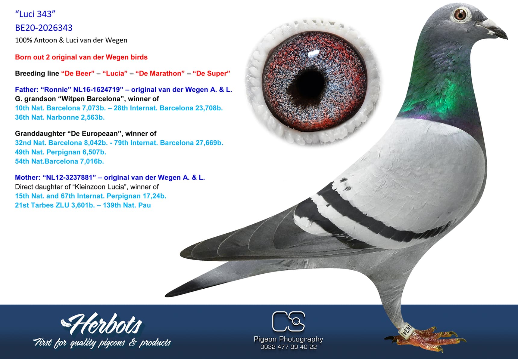 pigeon: “Luci 343”