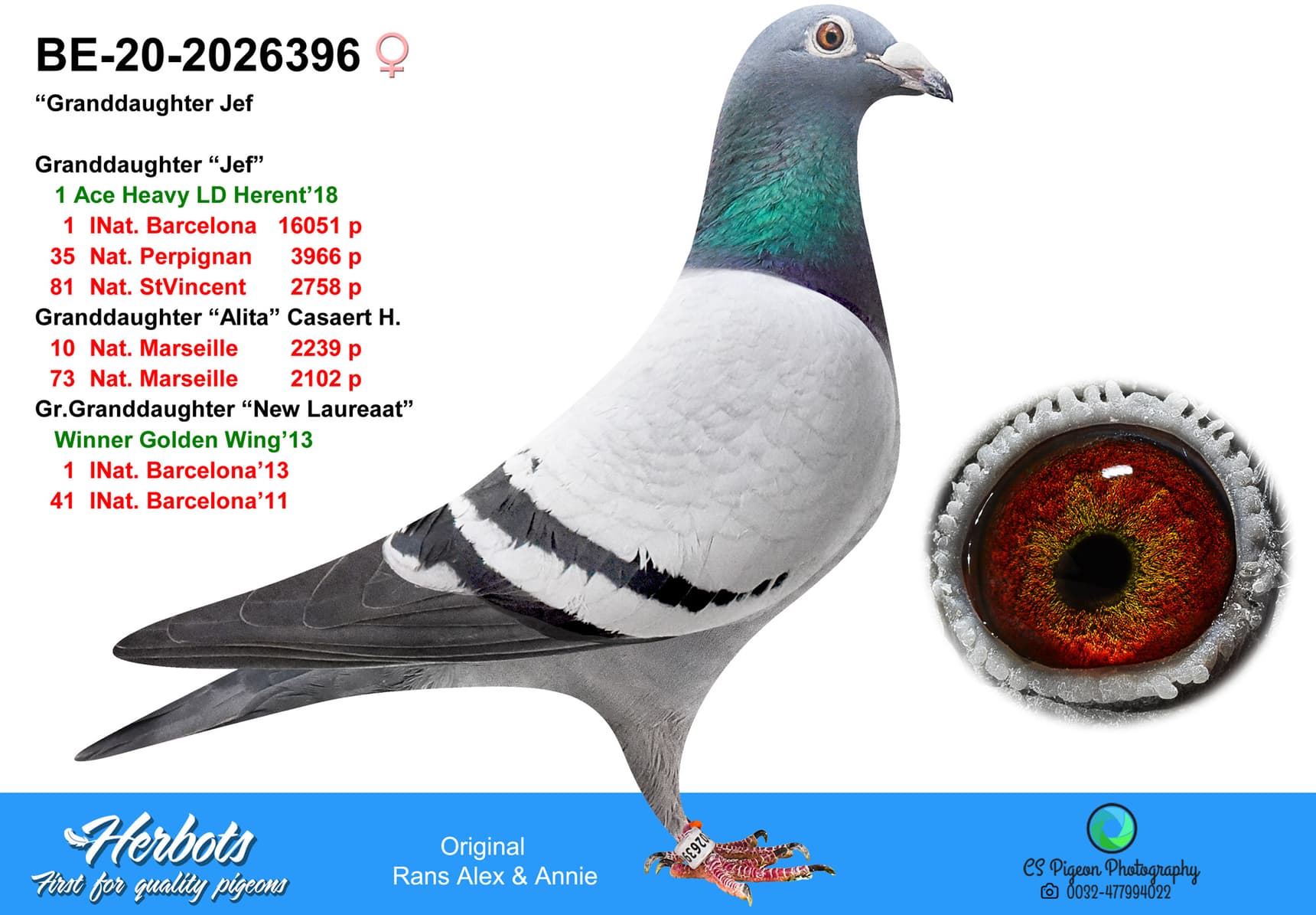 pigeon: undefined