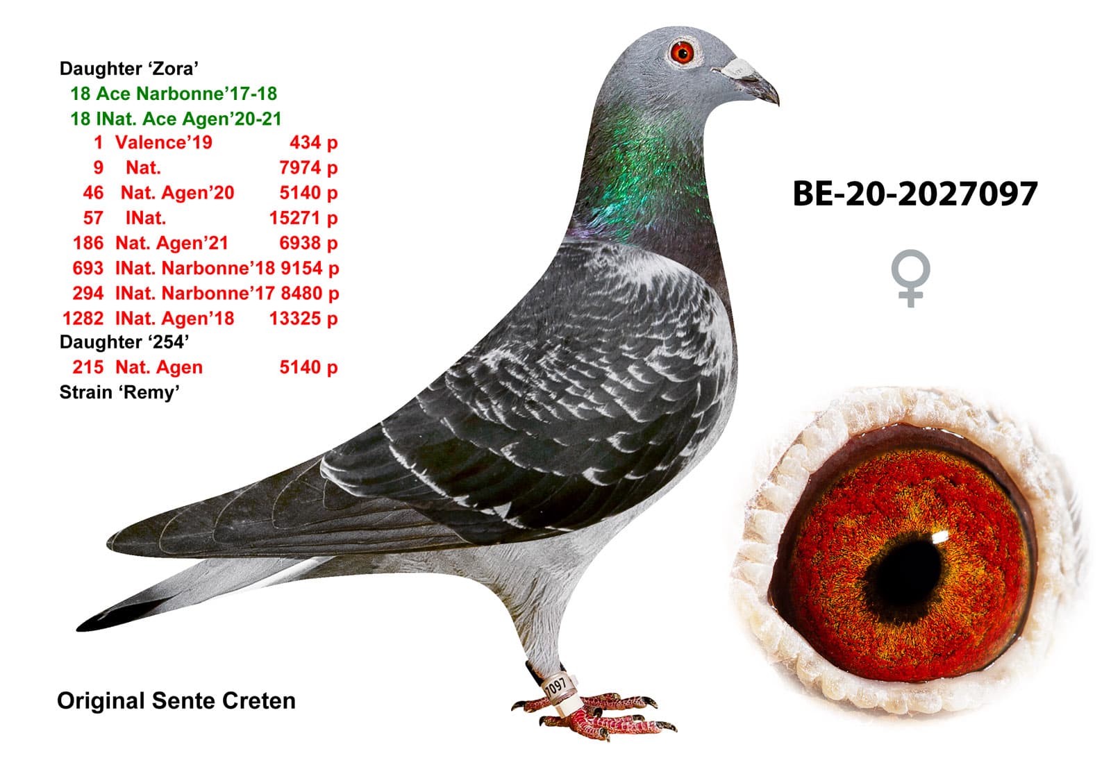 pigeon: undefined