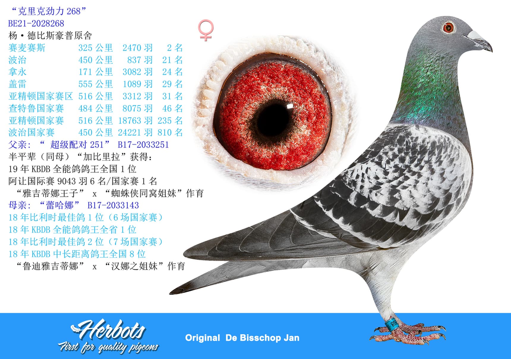 pigeon: “克里克劲力268”