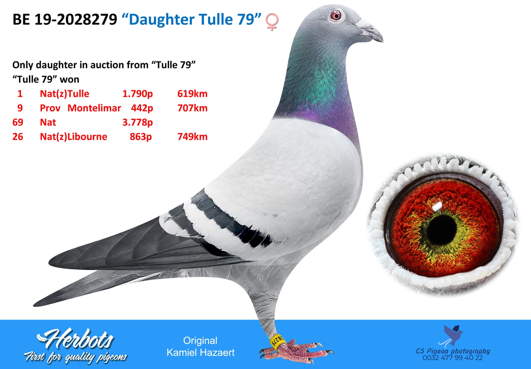 pigeon: “Daughter Tulle 79”