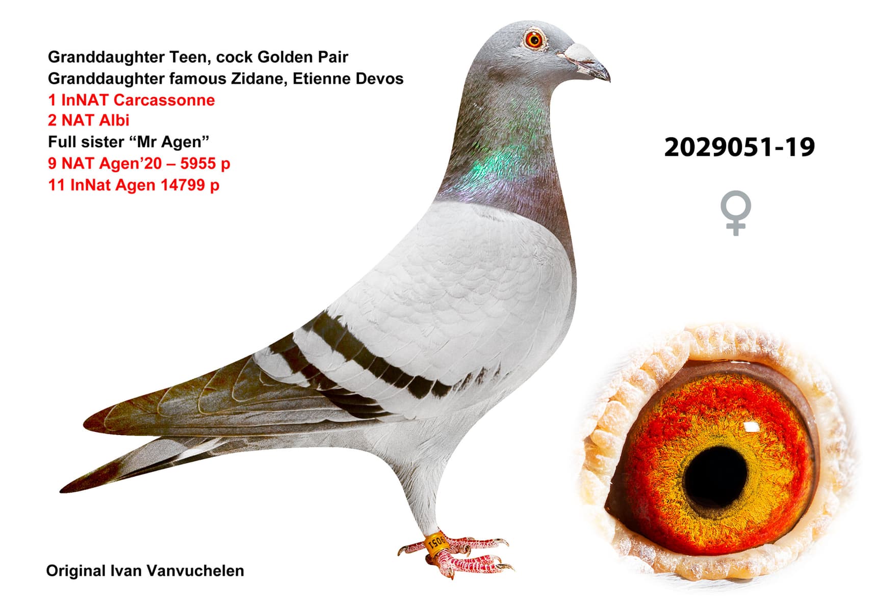 pigeon: undefined