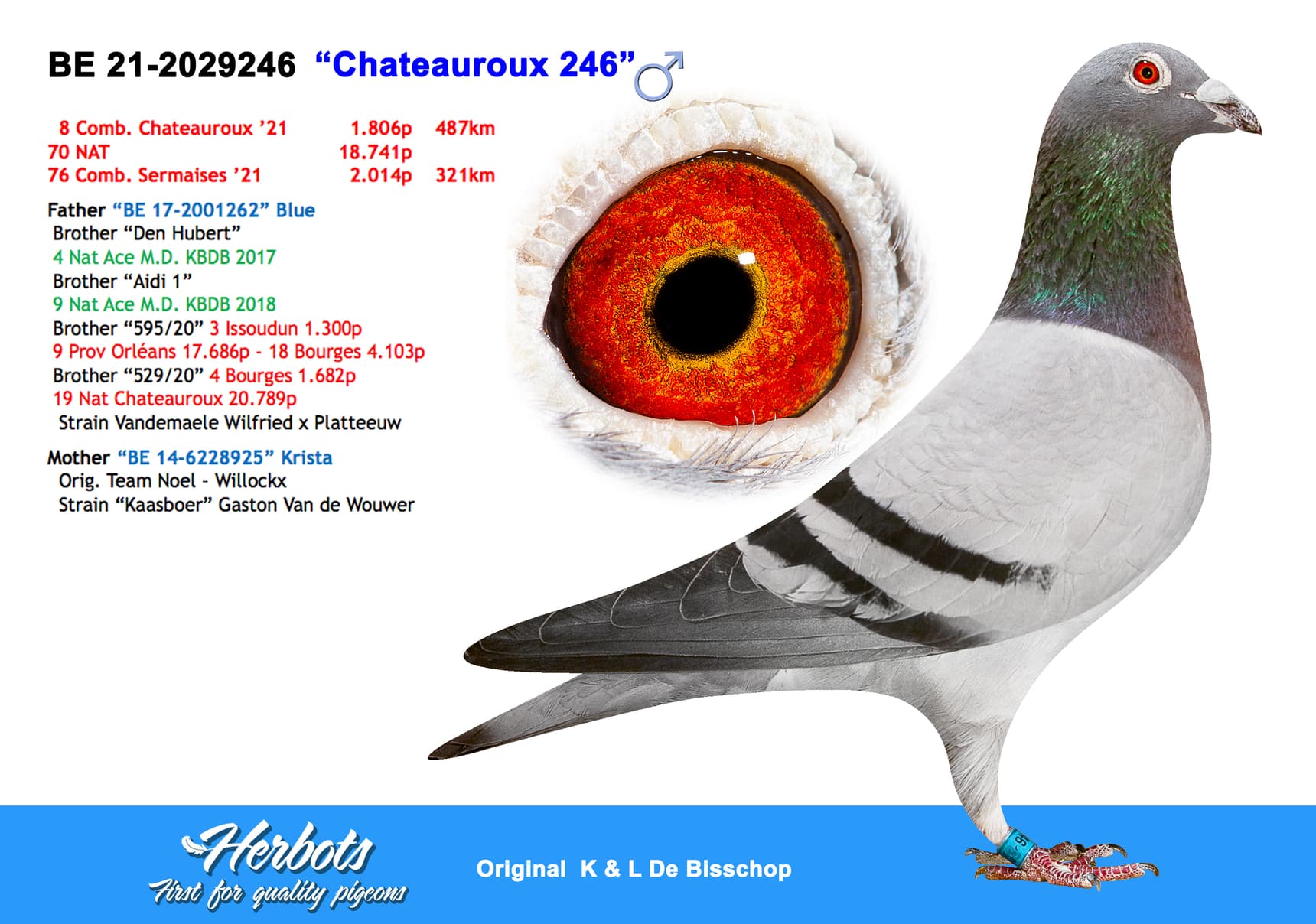 pigeon: “Chateauroux 246”