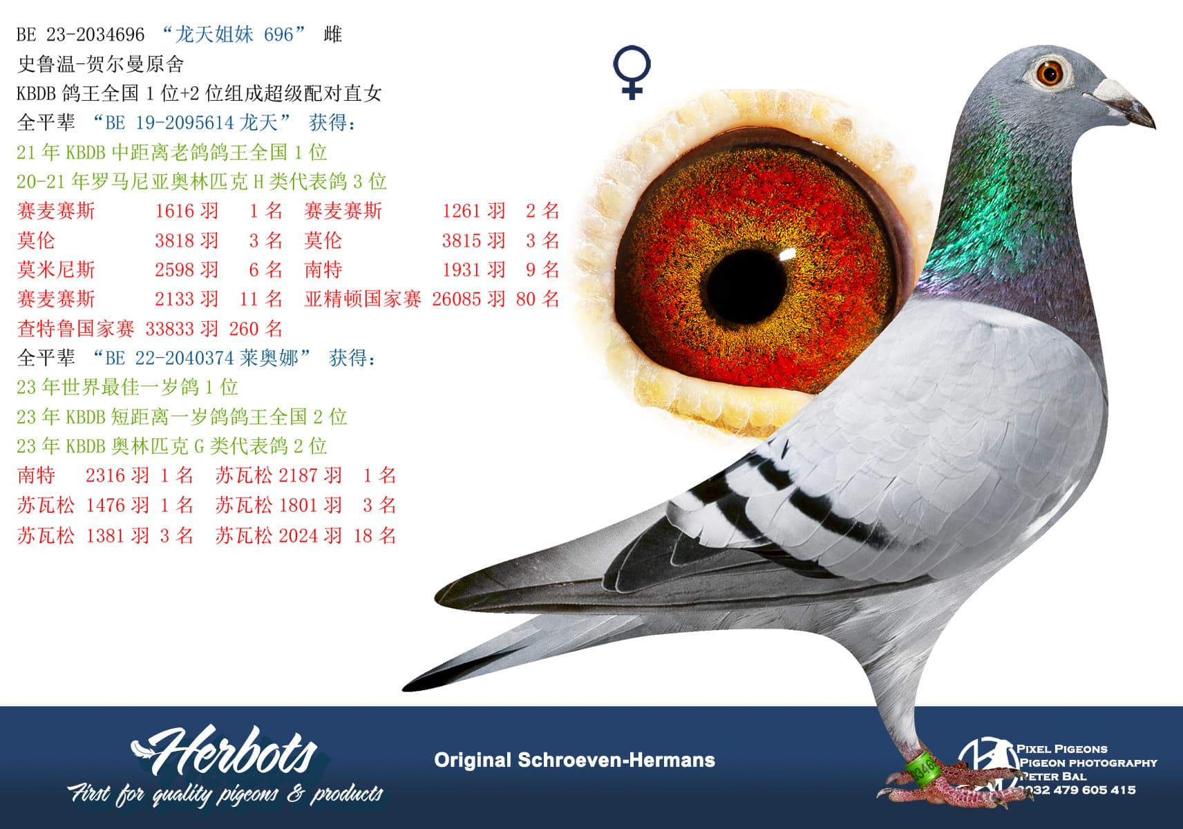 pigeon: “龙天姐妹 696”