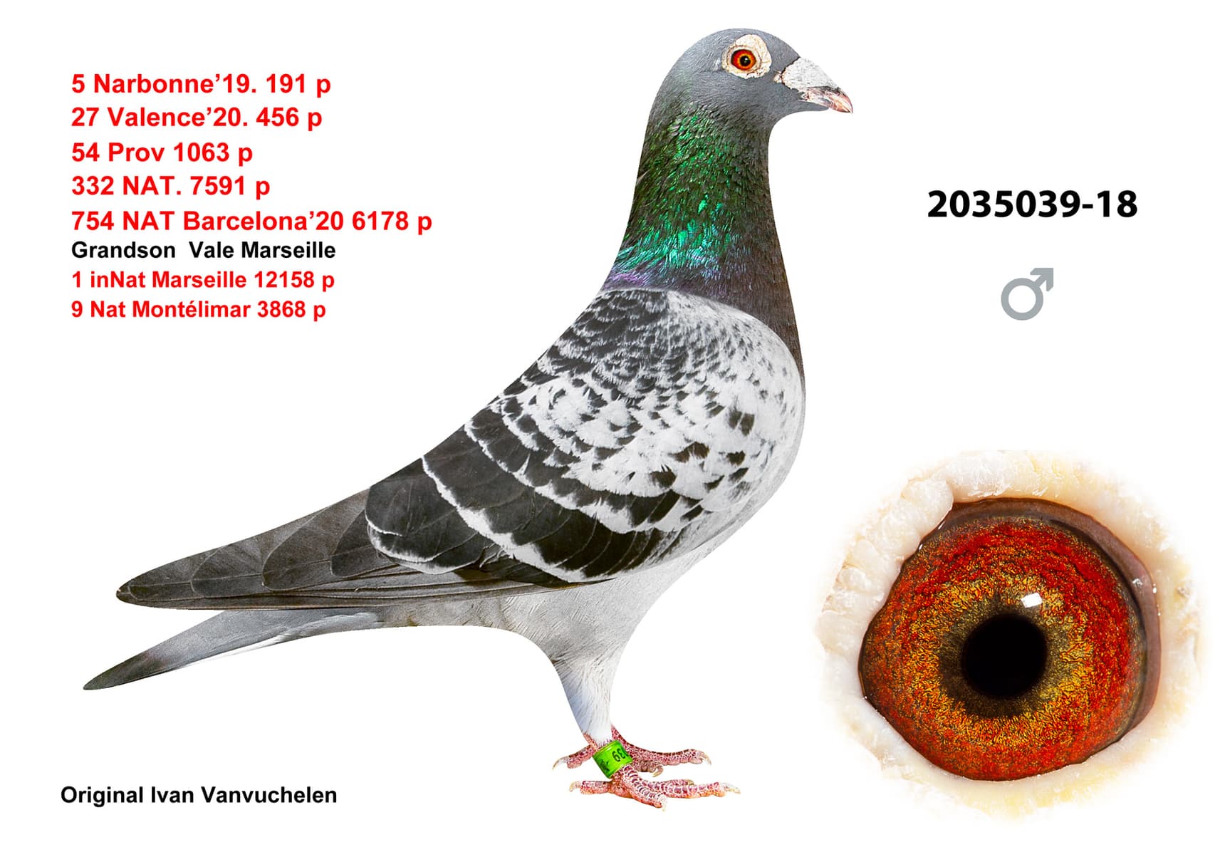 pigeon: undefined
