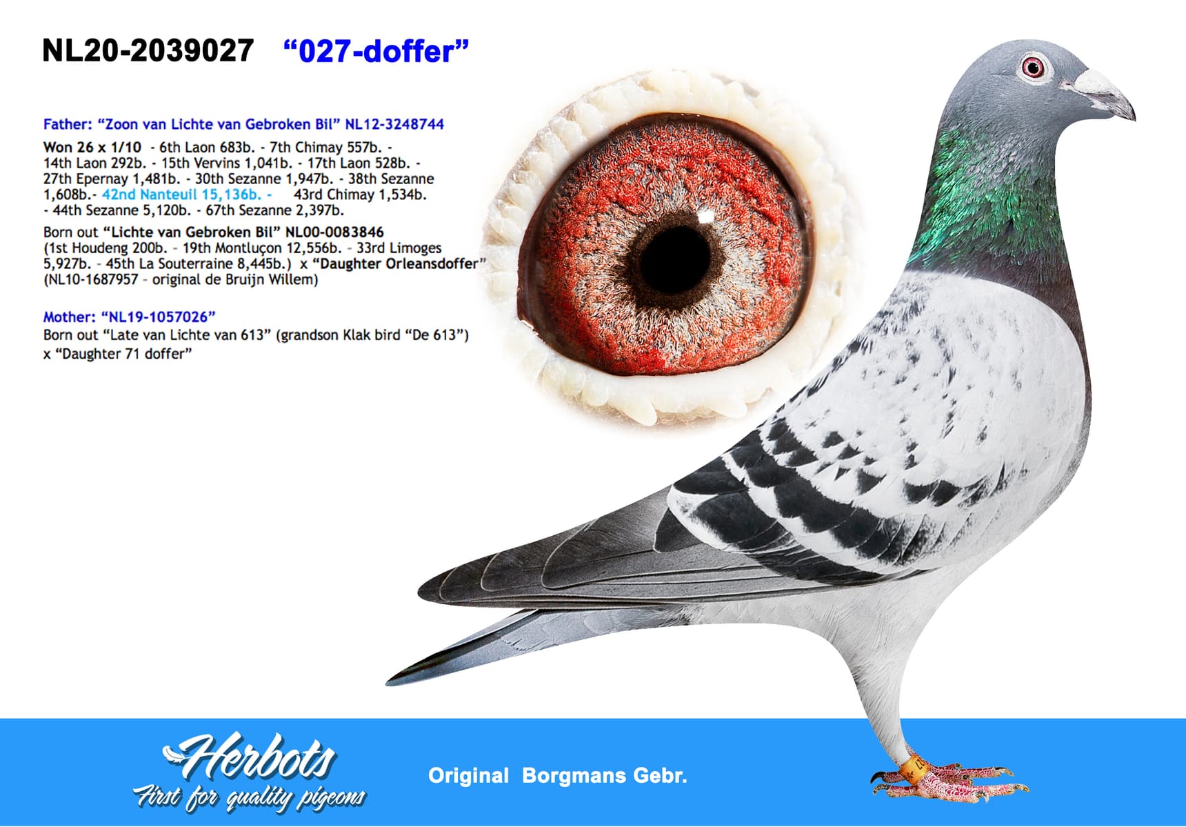 pigeon: “027-doffer”